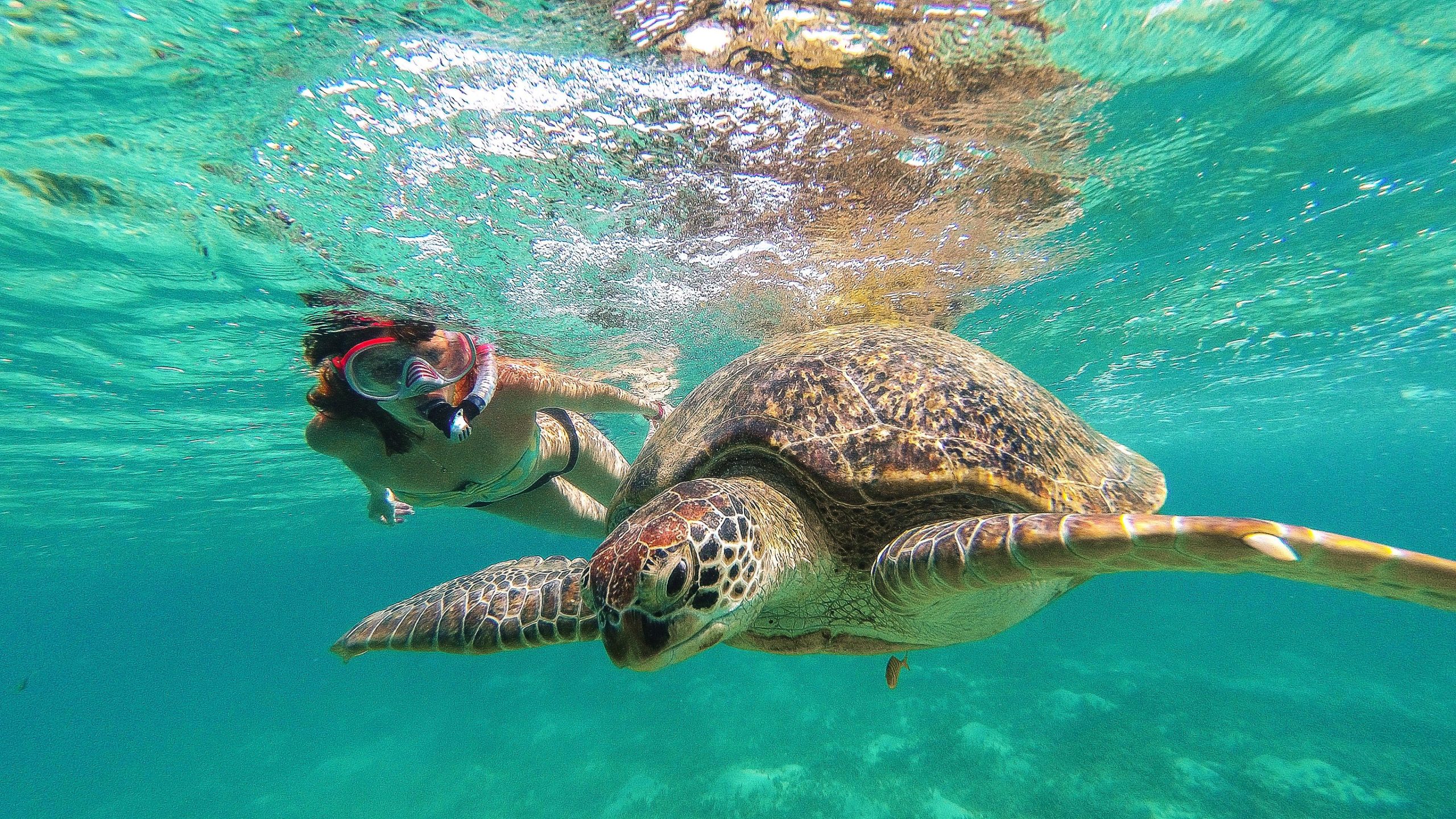 Akumal Reef & Turtle Swim – Tulum, Mexico