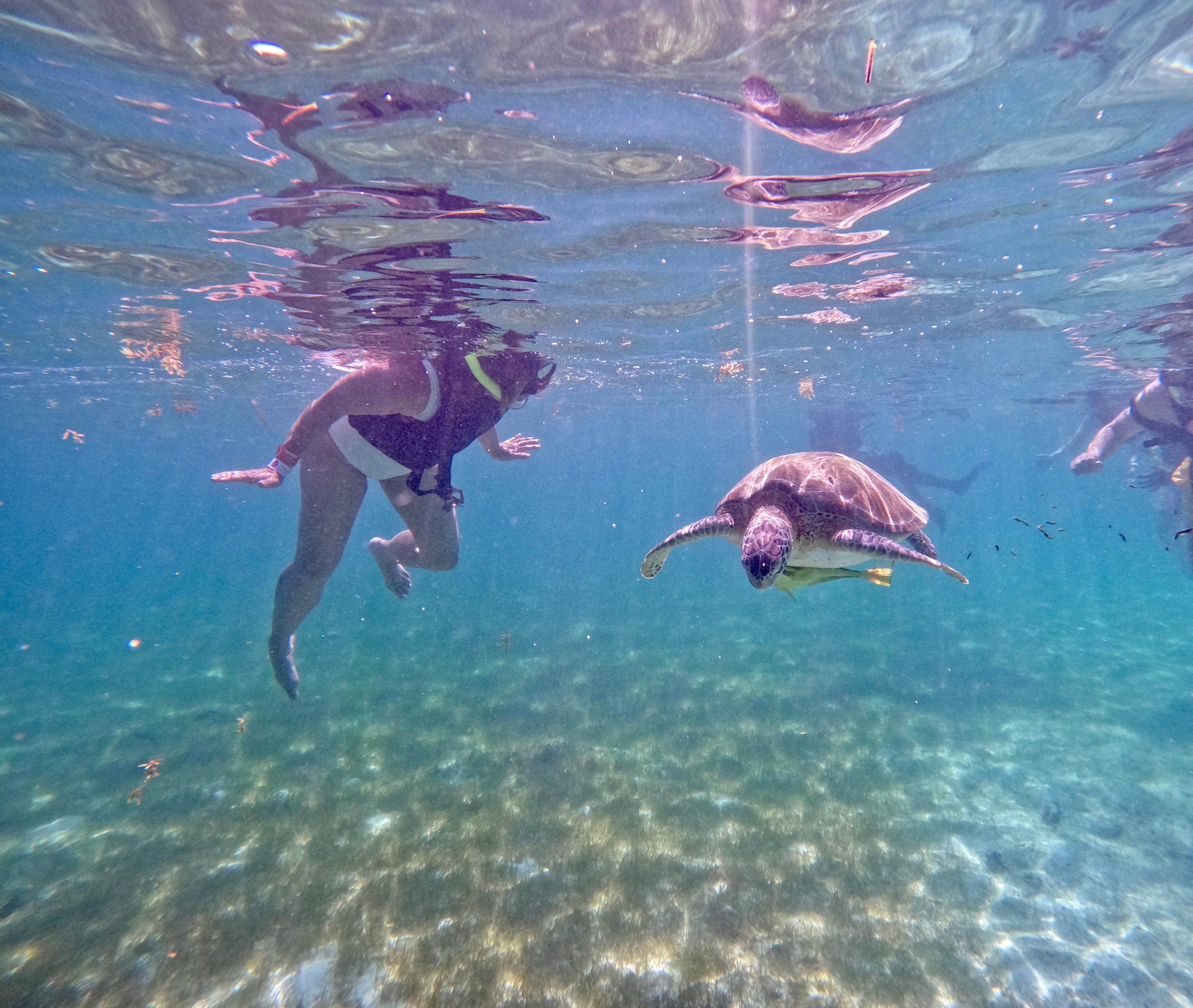 Akumal: Snorkeling and Photos with Turtles – Akumal, Mexico