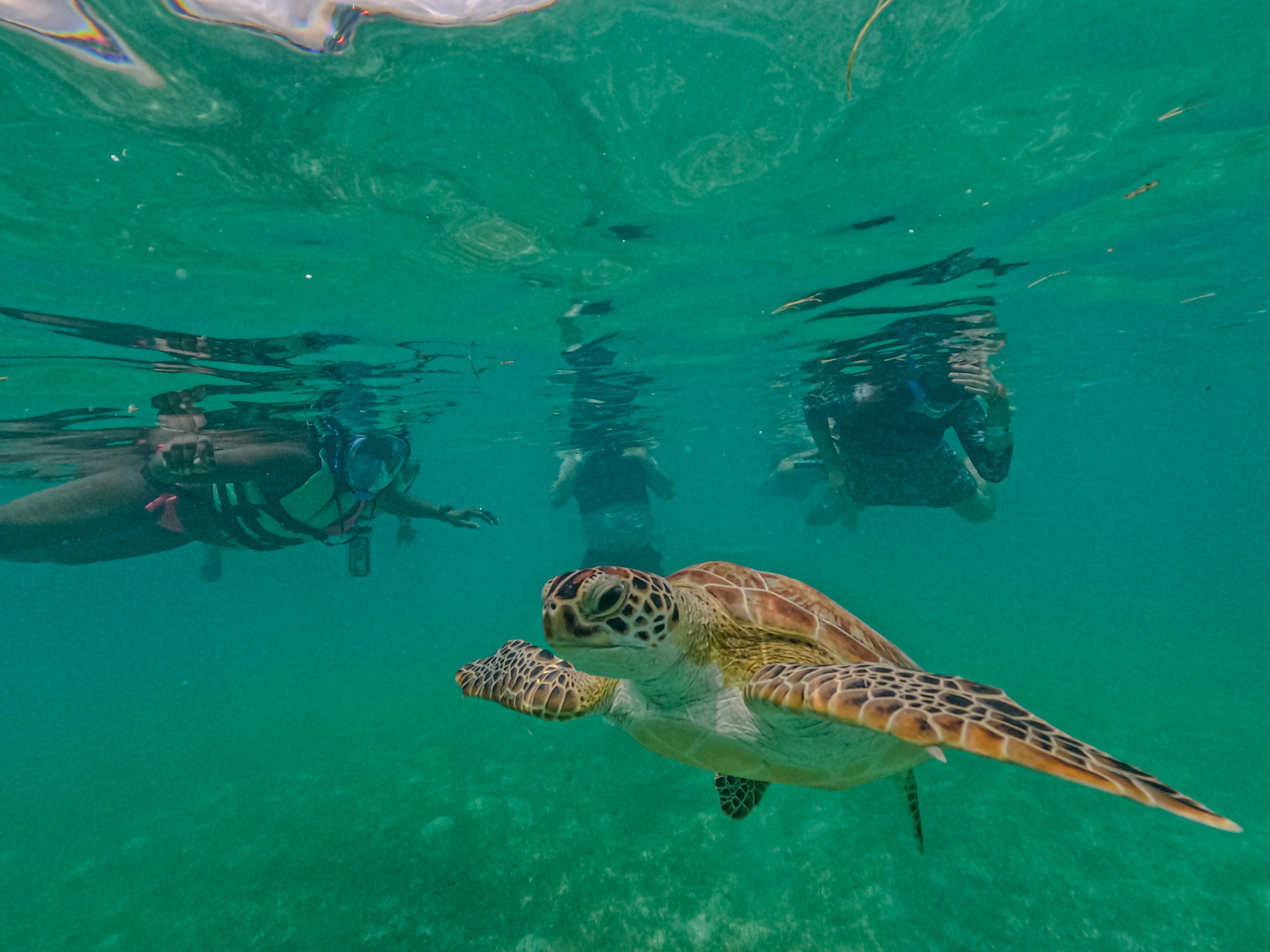 Akumal : sea turtles with photos – Akumal, Mexico