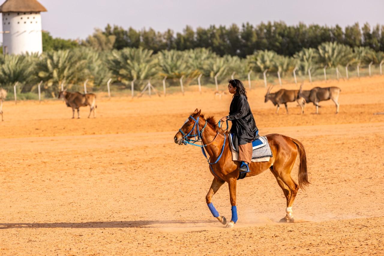 Al-Bayda Wild Park Camping Experience – Saudi Arabia