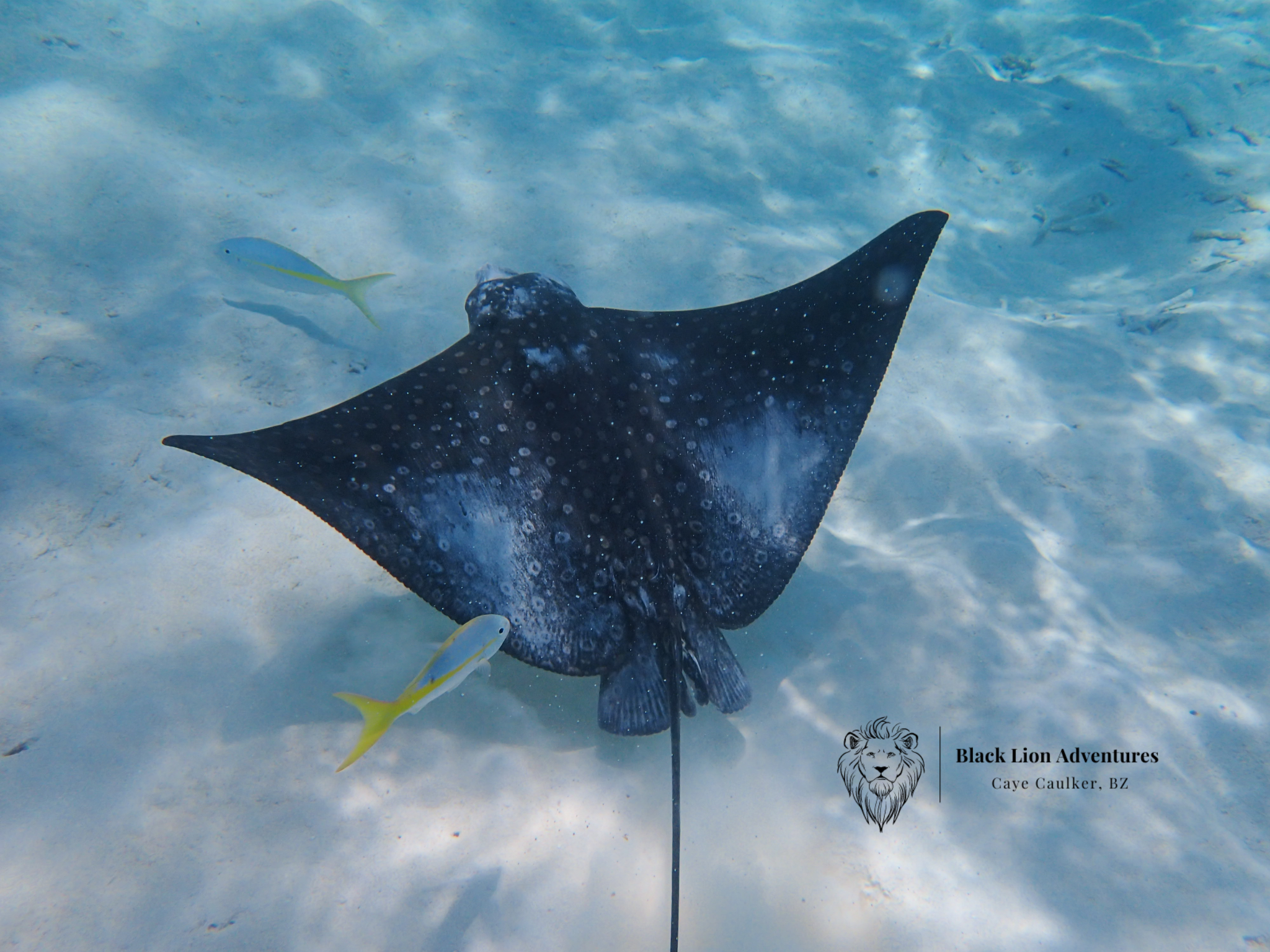 All-Inclusive Full-Day Hol Chan Snorkeling Tour – San Pedro, Belize