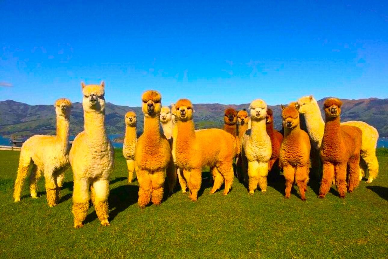 All-Inclusive Private Shamakhi Alpaca and Wine Experience – Azerbaijan