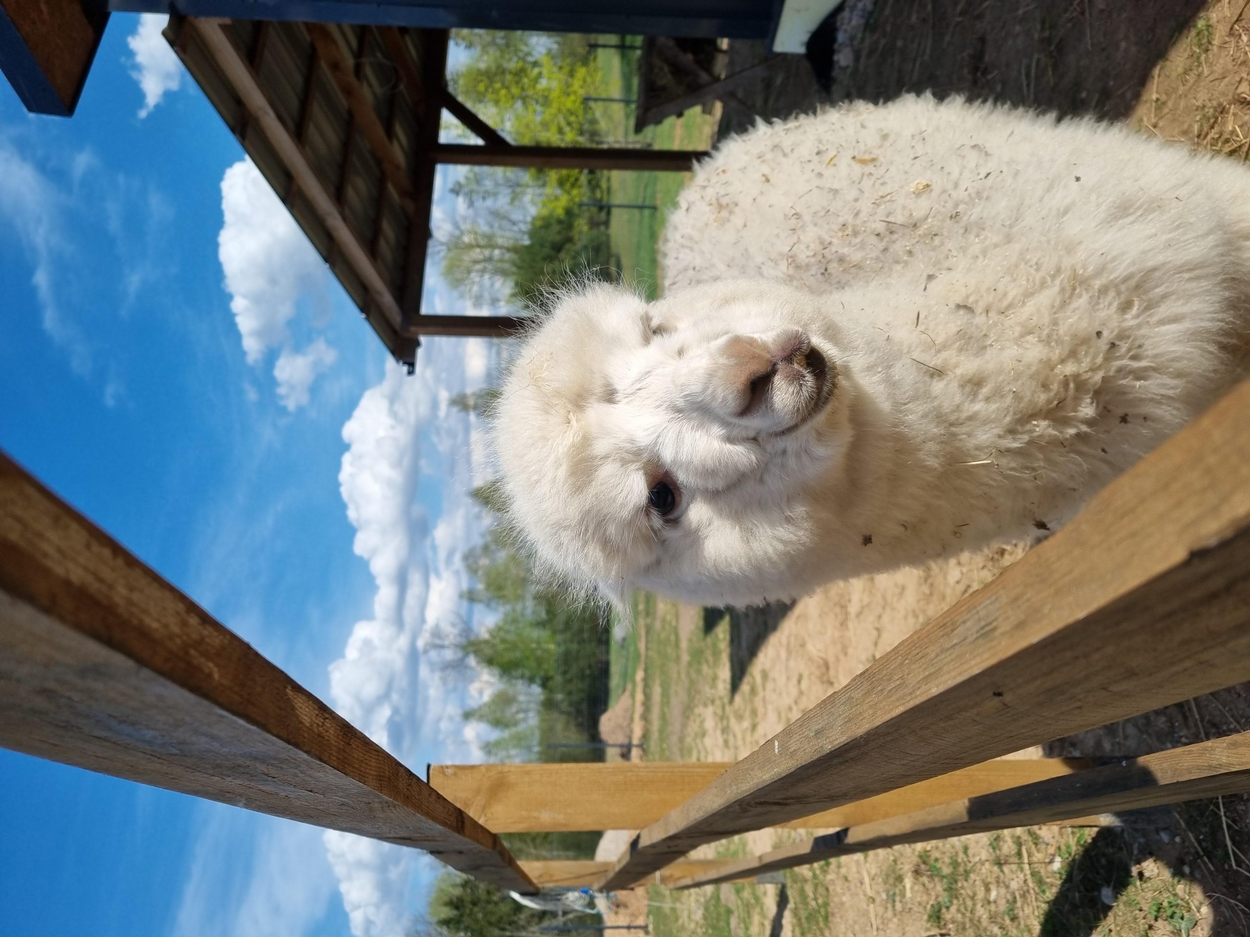 Alpaca Farm & Trakai City Tour – Lithuania