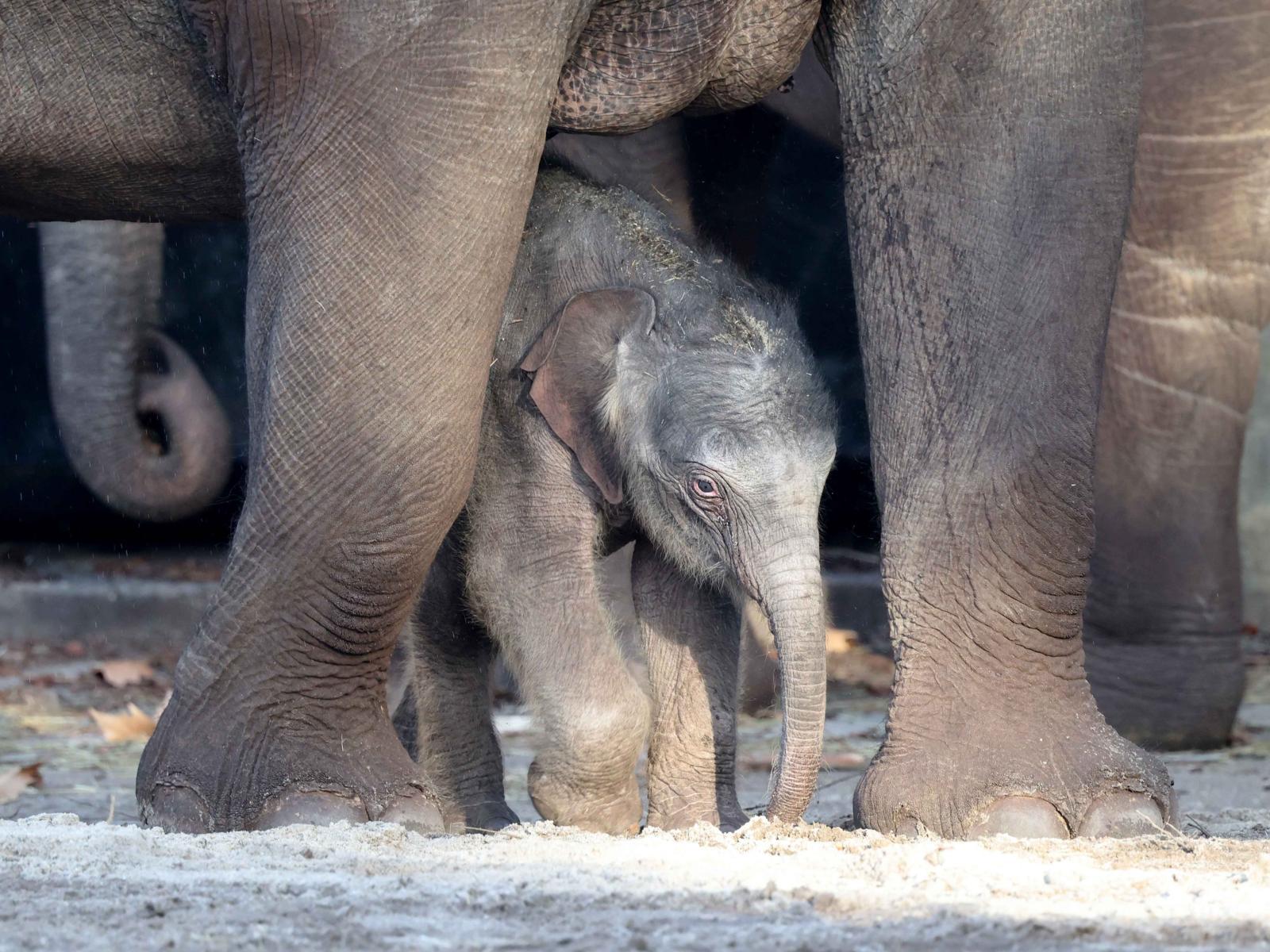 Amsterdam: ARTIS Amsterdam Royal Zoo Entry Ticket – Amsterdam, Netherlands