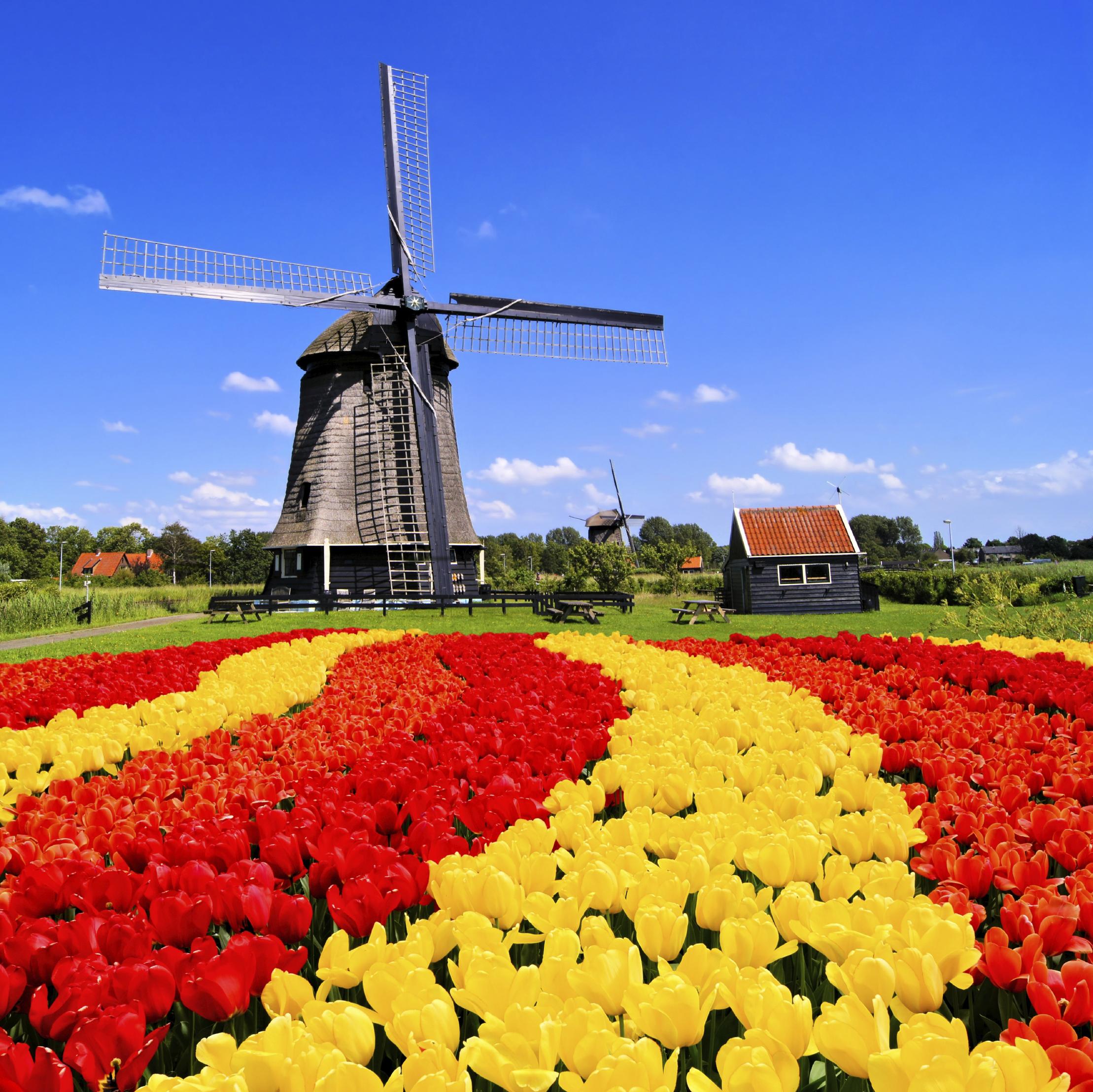 Amsterdam: Keukenhof and Tulip Fields Private Day Trip – Lisse, Netherlands
