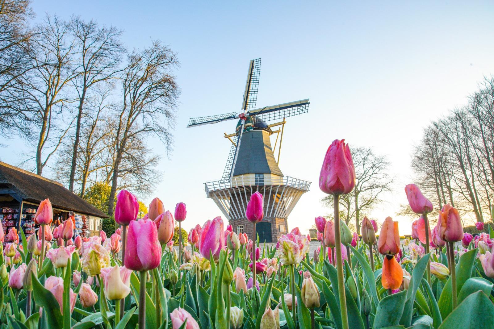 Amsterdam: Keukenhof and Zaanse Schans Live Guided Day Tour – Lisse, Netherlands