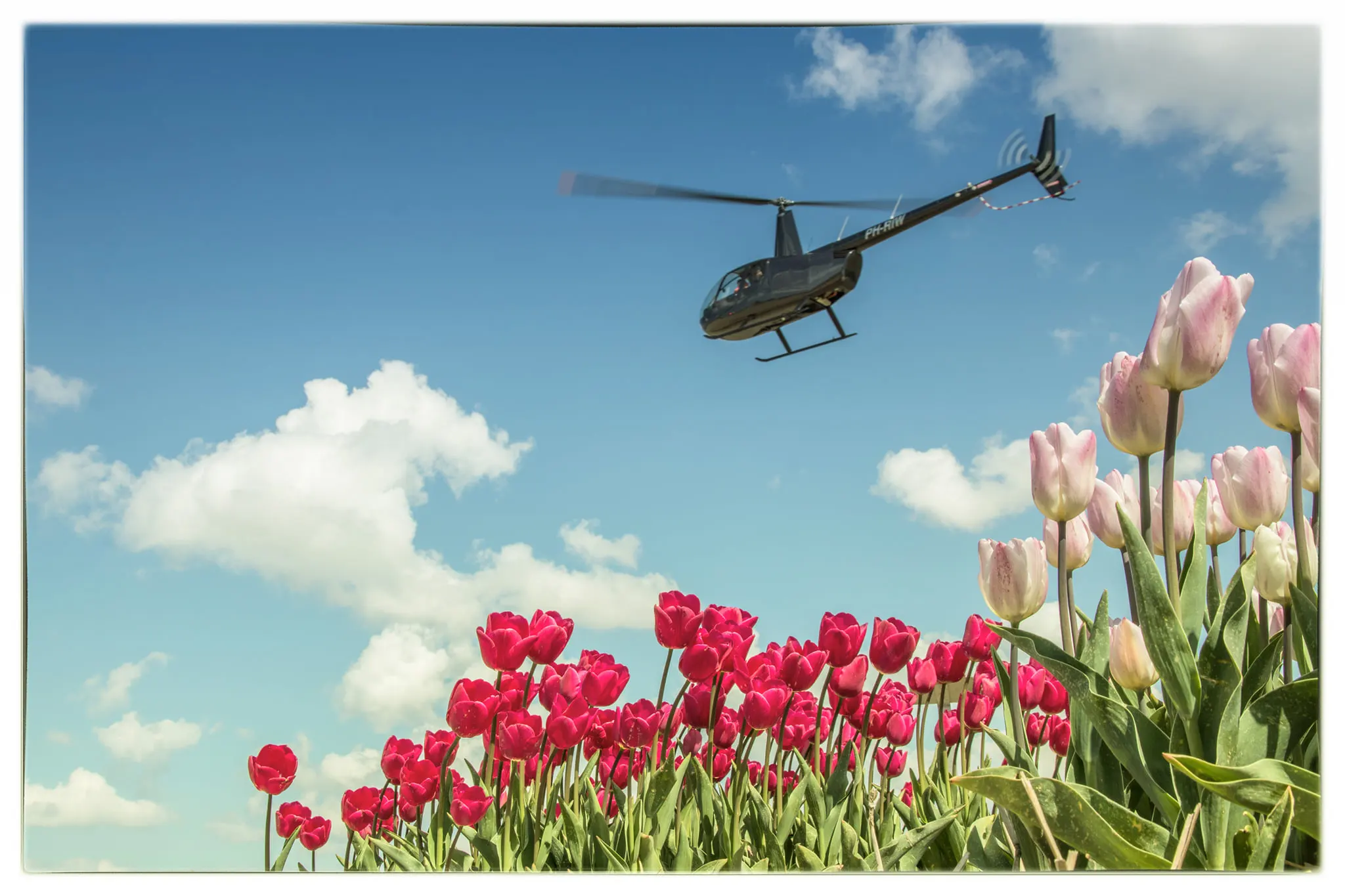 Amsterdam: Private Helicopter Tulip tour from Heliport AMS – Amsterdam, Netherlands