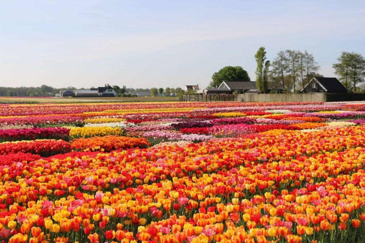 Amsterdam: Private tour Tulips, Keukenhof, Windmill & Cheese – Lisse, Netherlands