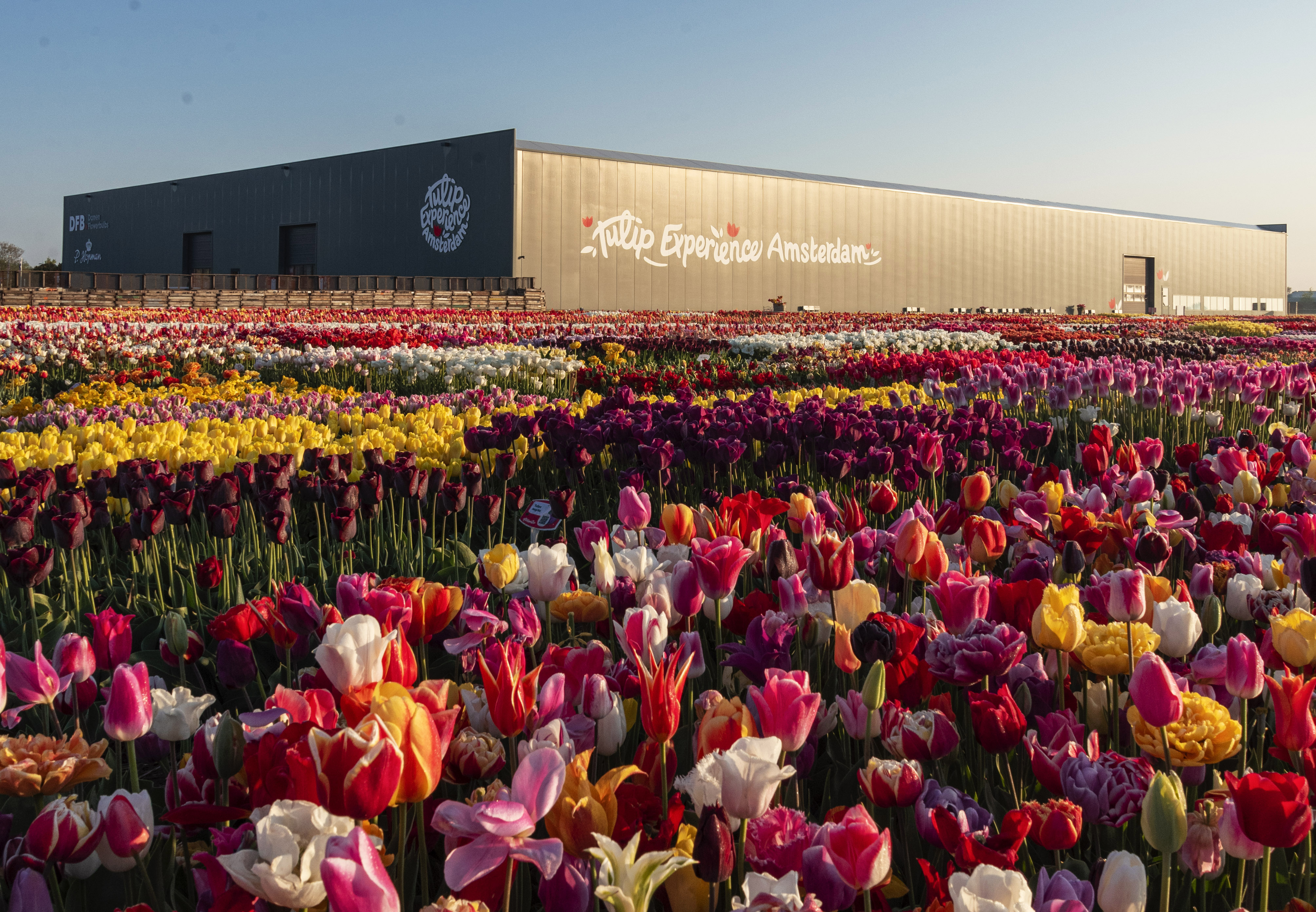 Amsterdam: Tulip Experience Ticket with Garden and Museum – Noordwijkerhout, Netherlands