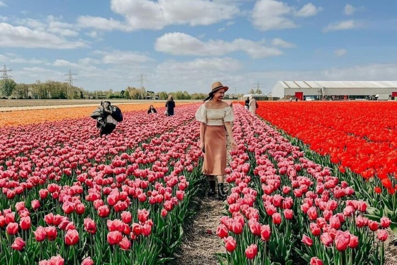 Amsterdam: Tulip Farm Visit, Keukenhof, and Windmill Cruise – Voorhout, Netherlands