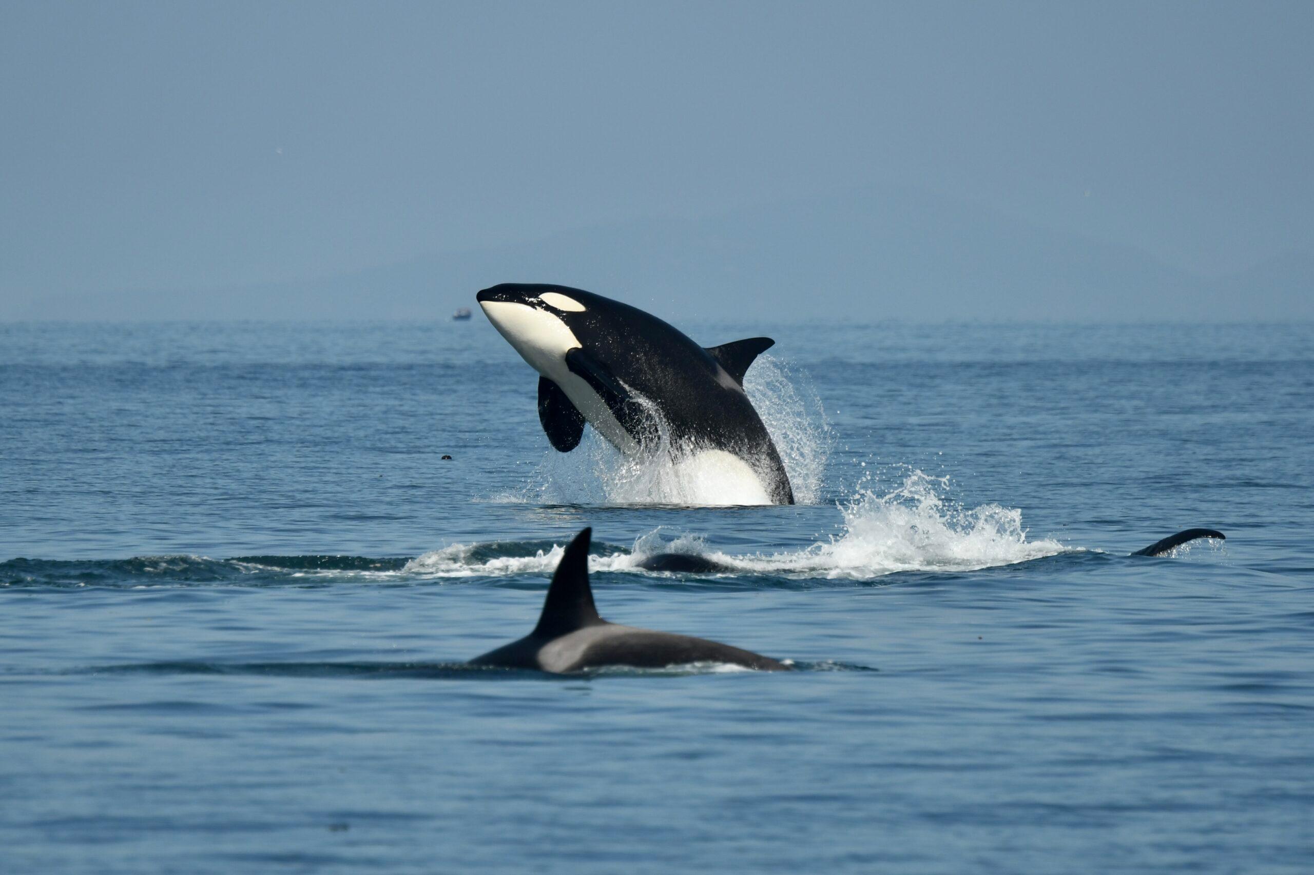 Anacortes: Full Day Whale/Wildlife Tour; Friday Harbor Stop – Anacortes, Washington