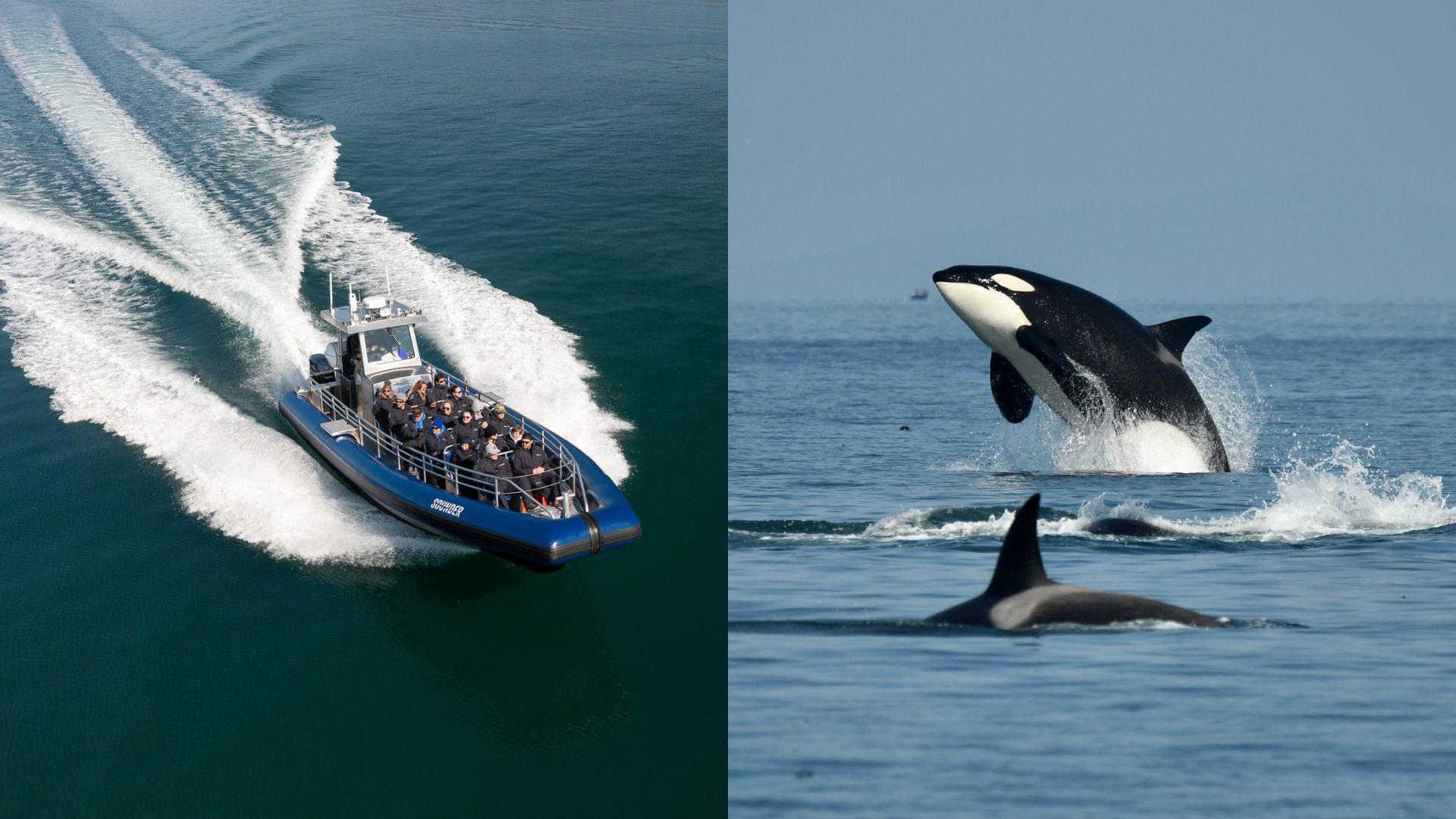 Anacortes: Whale Watching Adventure Tour Near Seattle – Anacortes, Washington