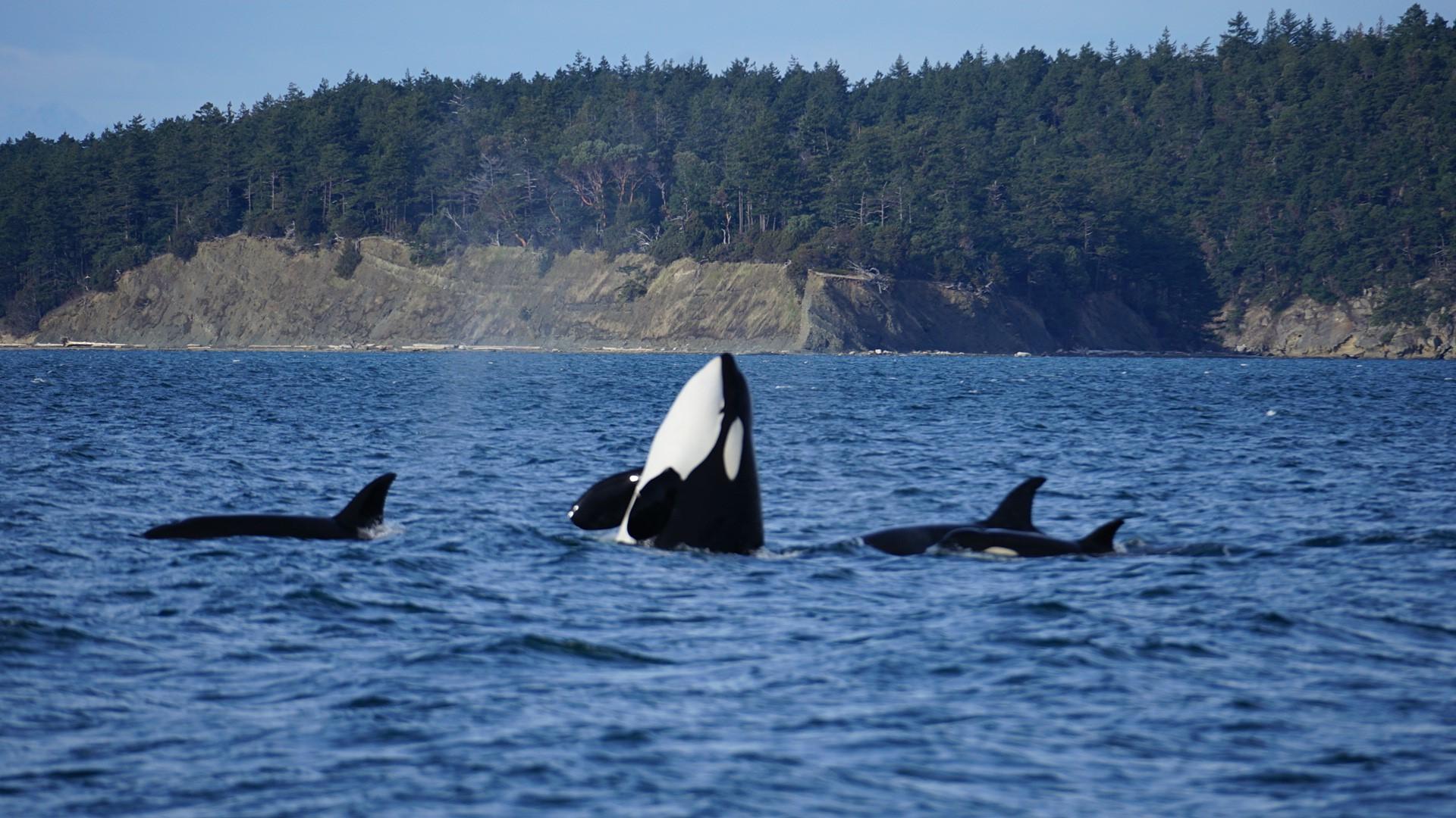 Anacortes: Whale and Orca Boat Tour near Seattle – Seattle, Washington