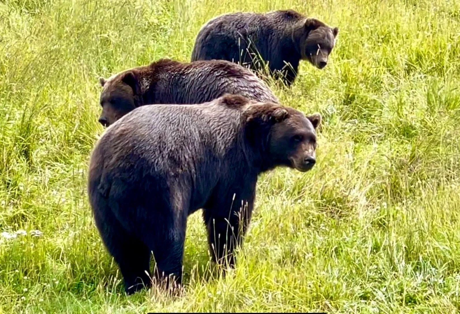 Anchorage: Bears, Beers, and Glacier Tour – Anchorage, Alaska