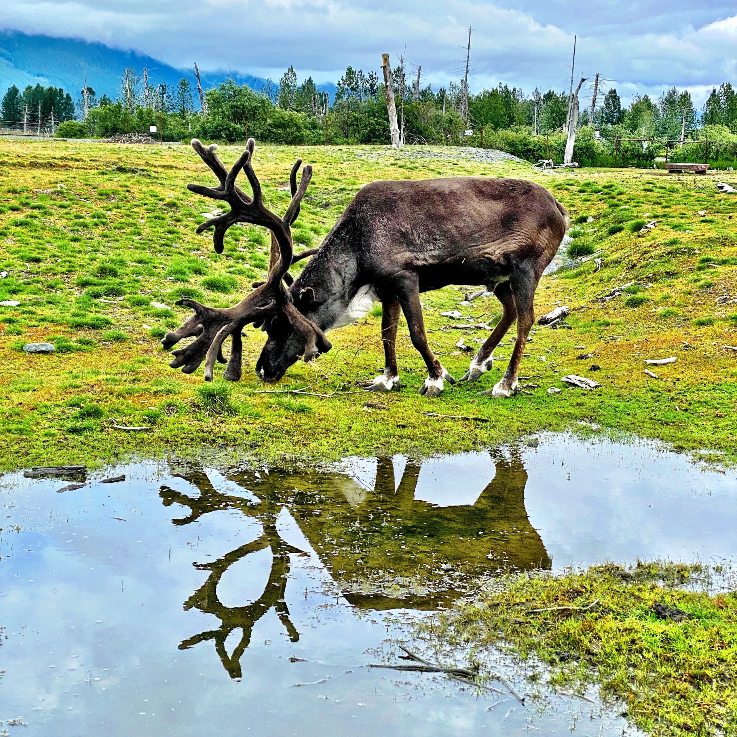 Anchorage: Scenic Tour to Wildlife Center – Anchorage, Alaska