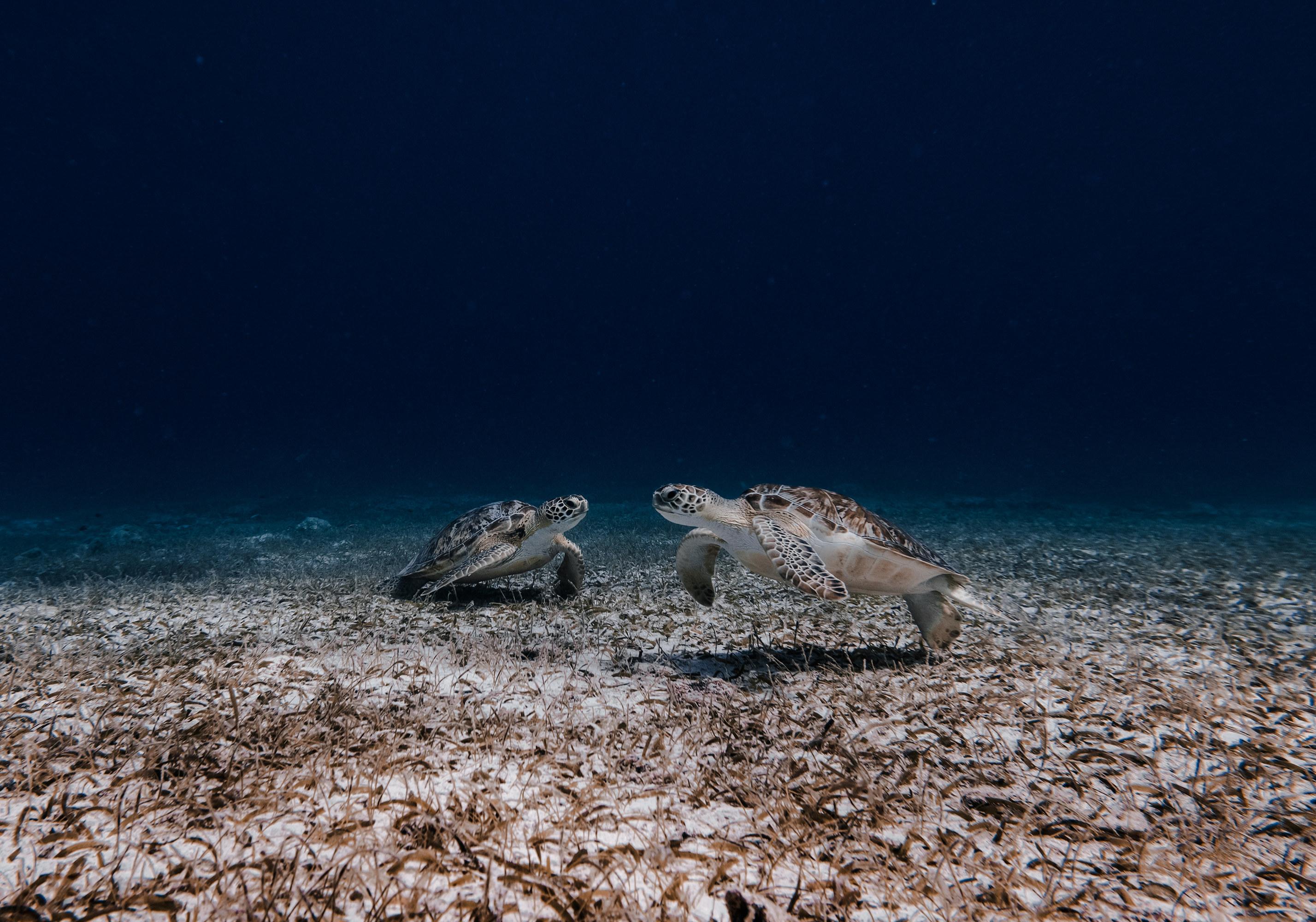 Aruba: Turtle Spotting Snorkel Tour with Pickup – Aruba