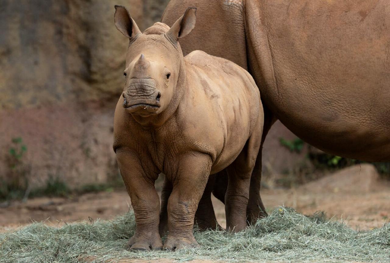 Atlanta: Zoo Atlanta General Admission Ticket – Atlanta, Georgia