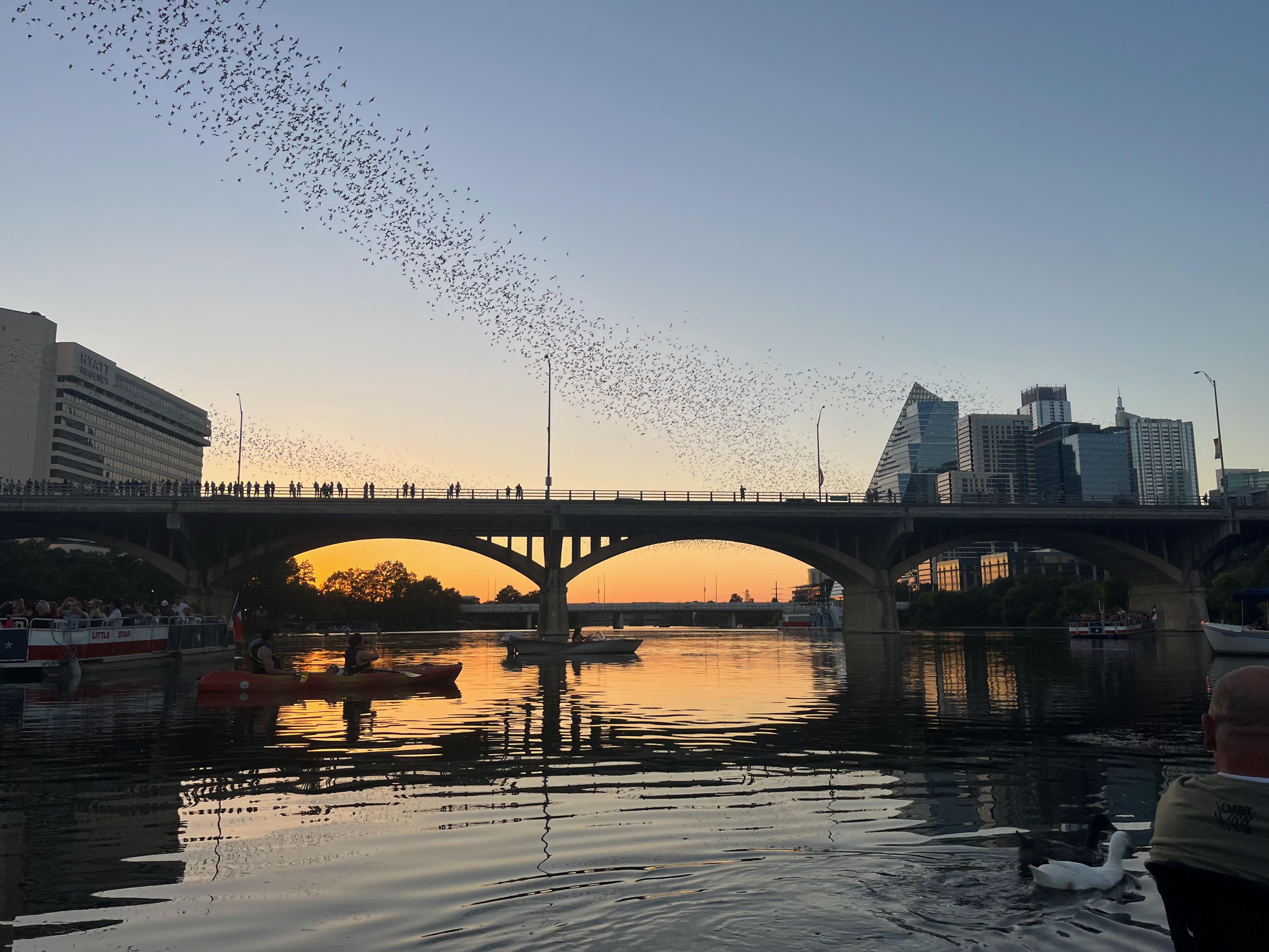 Austin: Bat Bridge Sunset Kayak Tour – Austin, Texas