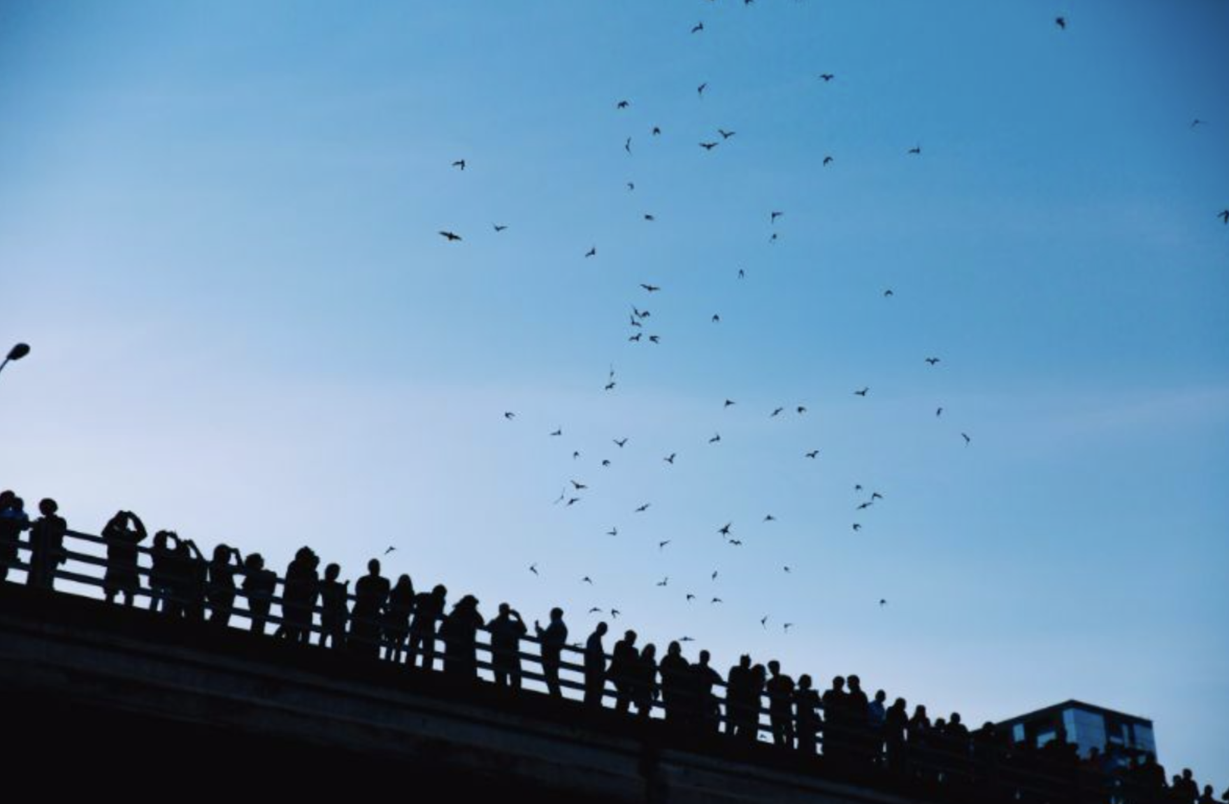 Austin: Sunset Boat Cruise with Bat Watching – Austin, Texas