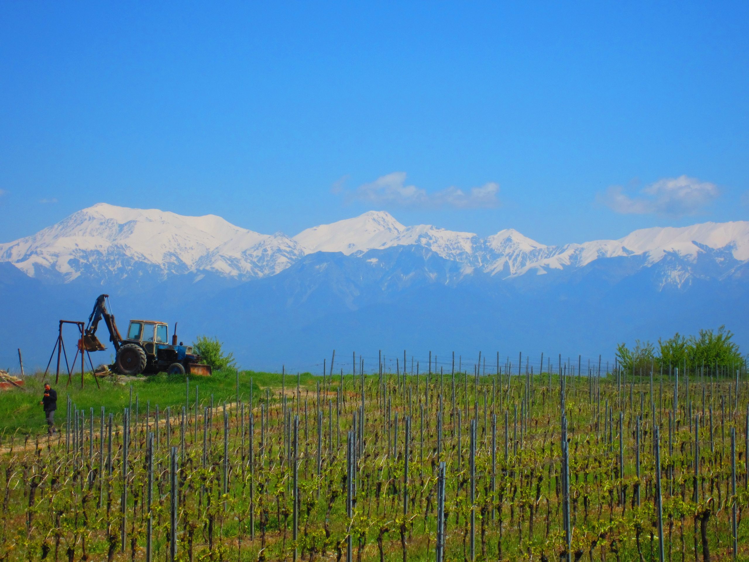 Baku: Qabala Winery Tour with Local Lunch – Azerbaijan