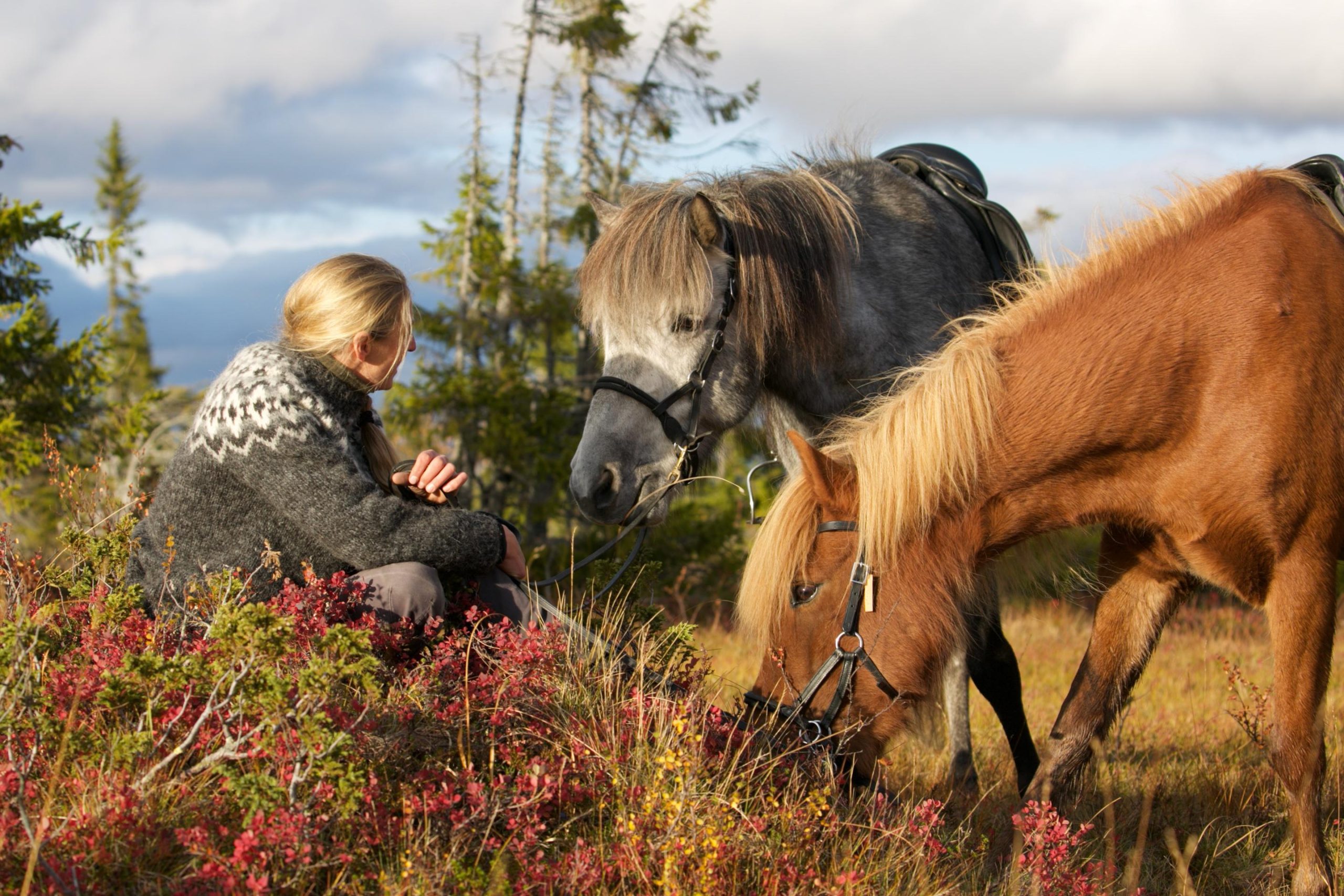 Bakvattnet: Pack horse trekking tour in Blomsterkogen – Follinge, Sweden