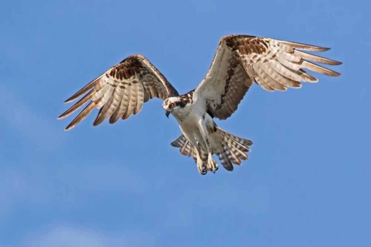 Barbados: Bird Watching Experience – Barbados