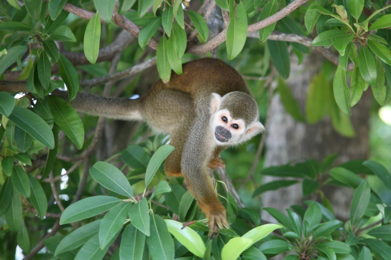 Bayahibe: Monkeyland and Country House Tour with Pickup – Bayahibe, Dominican Republic