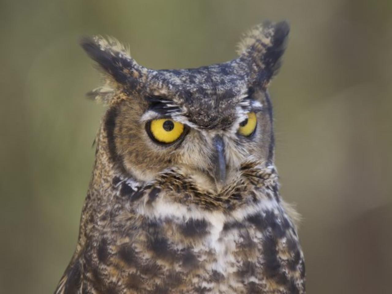 Bend: High Desert Museum Entry Ticket – High Desert Museum, Oregon