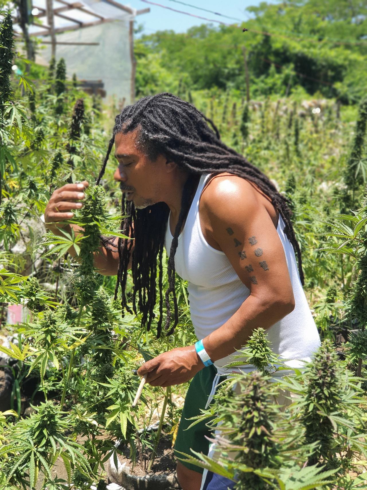 Best In The West Herbal & Farming Tour In Westoreland – Falmouth, Jamaica