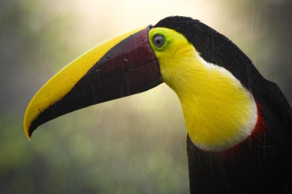 Bijagua: Birdwatching and Photography Tour – Bijagua de Upala, Costa Rica