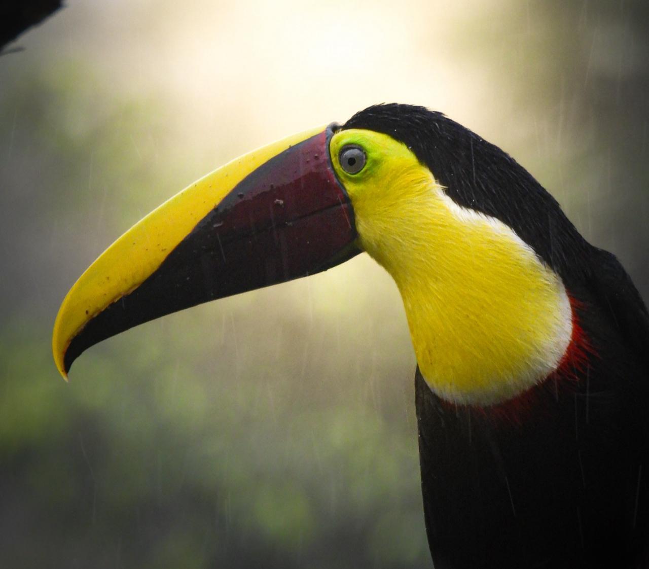 Bijagua: Birdwatching and Photography Tour – Bijagua de Upala, Costa Rica