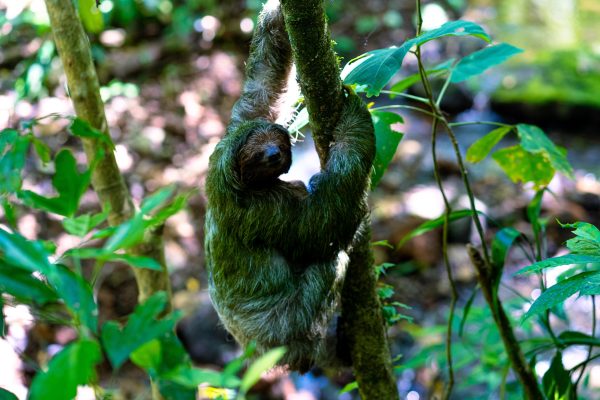Bijagua Cacao Farm Experience & Rainforest Sloth Encounter – Bijagua de Upala, Costa Rica