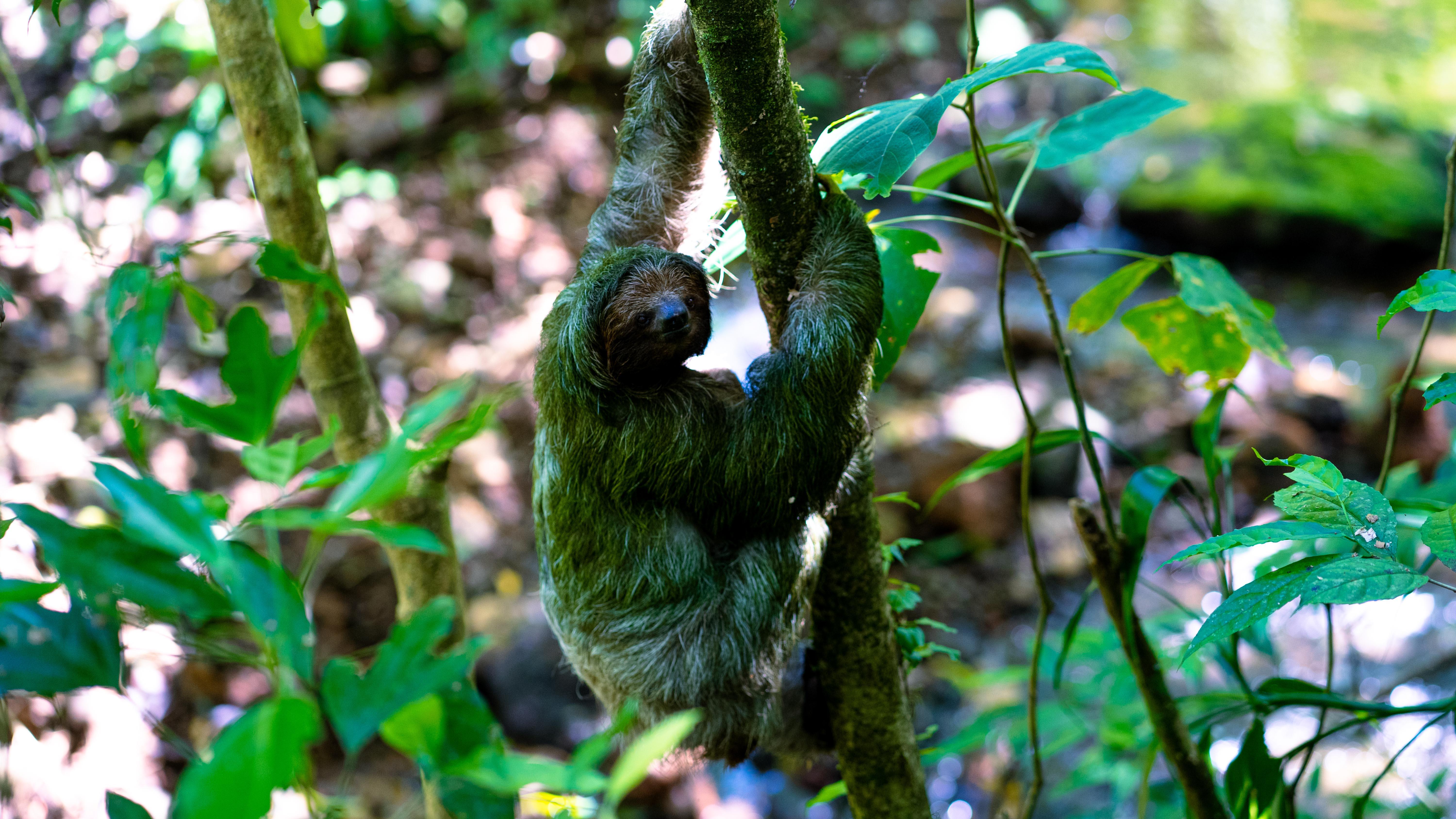 Bijagua Cacao Farm Experience & Rainforest Sloth Encounter – Bijagua de Upala, Costa Rica
