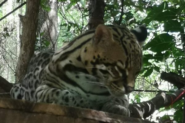 Bijagua, Guanacaste: Hike to the waterfall, Las Pumas, and frogs and sloths – Bijagua de Upala, Costa Rica