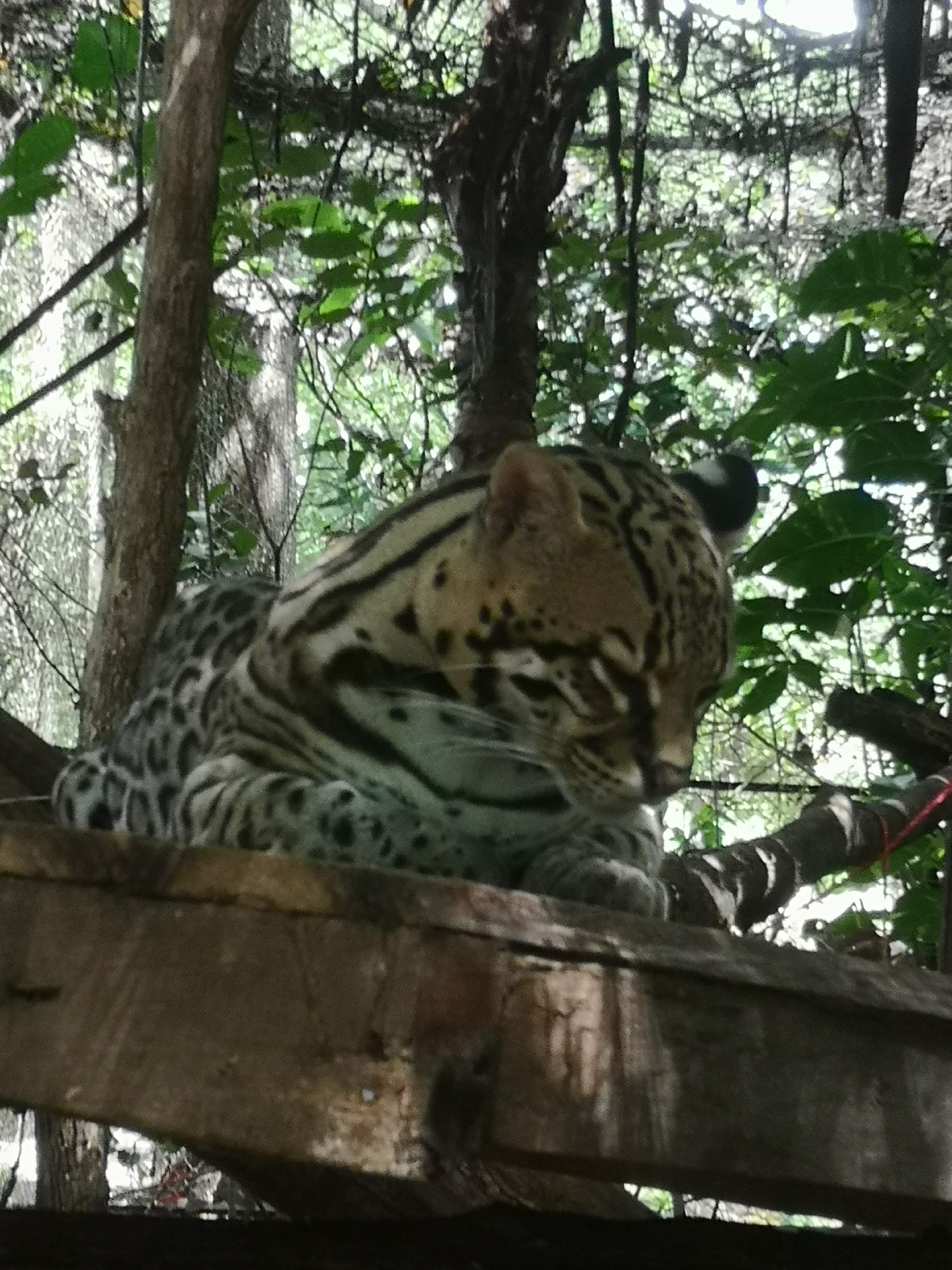 Bijagua, Guanacaste: Hike to the waterfall, Las Pumas, and frogs and sloths – Bijagua de Upala, Costa Rica