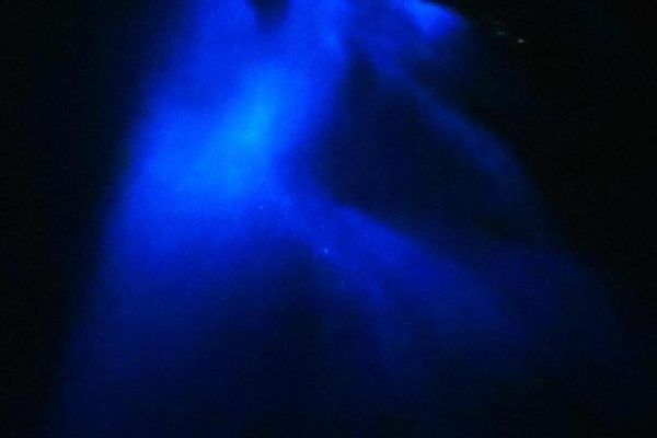 Bioluminescence Night Snorkeling Tour From Pochote Beach – Santa Teresa, Costa Rica