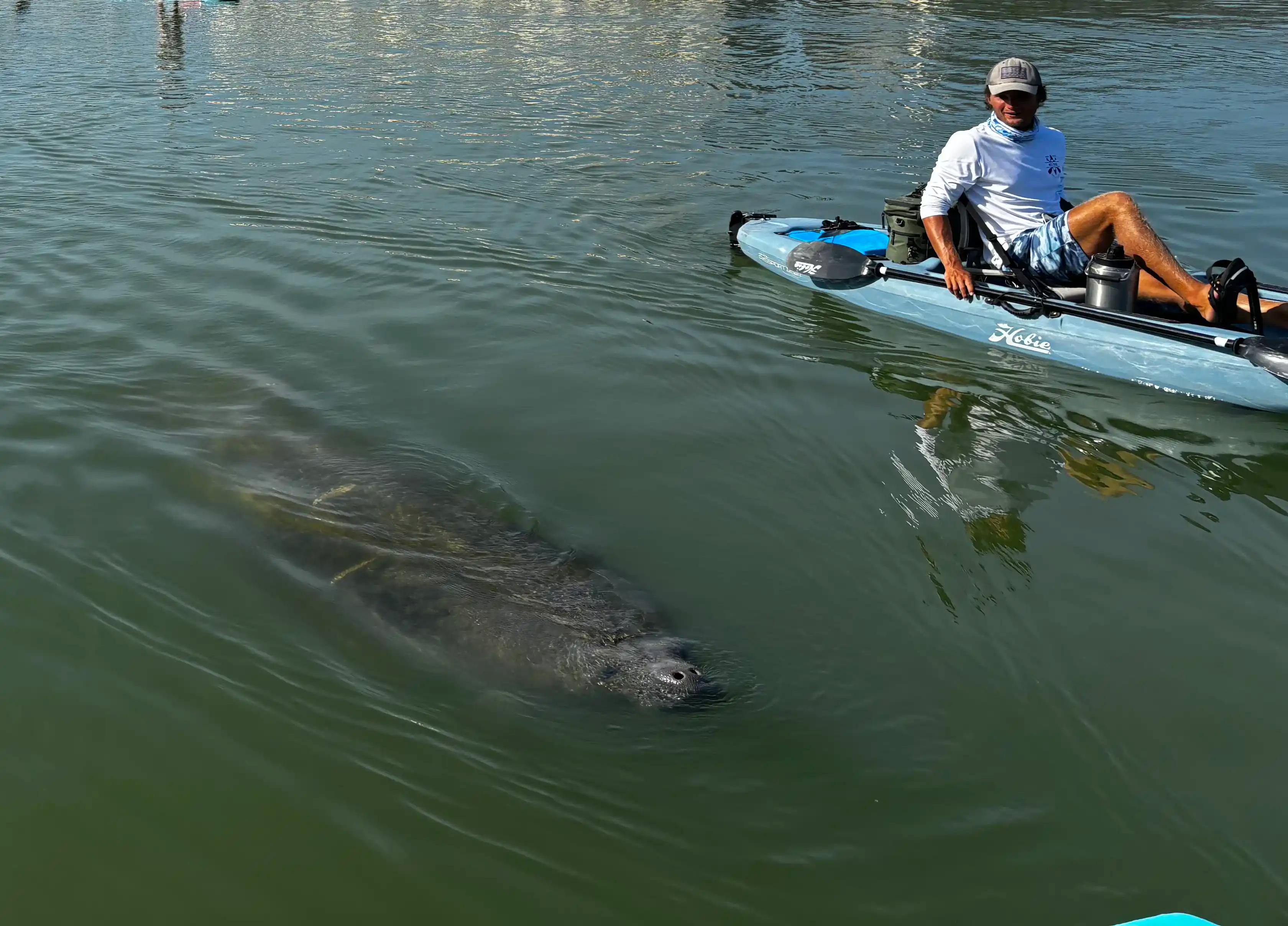 Bonita Springs: Kayak Tour with Manatees, Dolphins Sightings – Bonita Springs, Florida