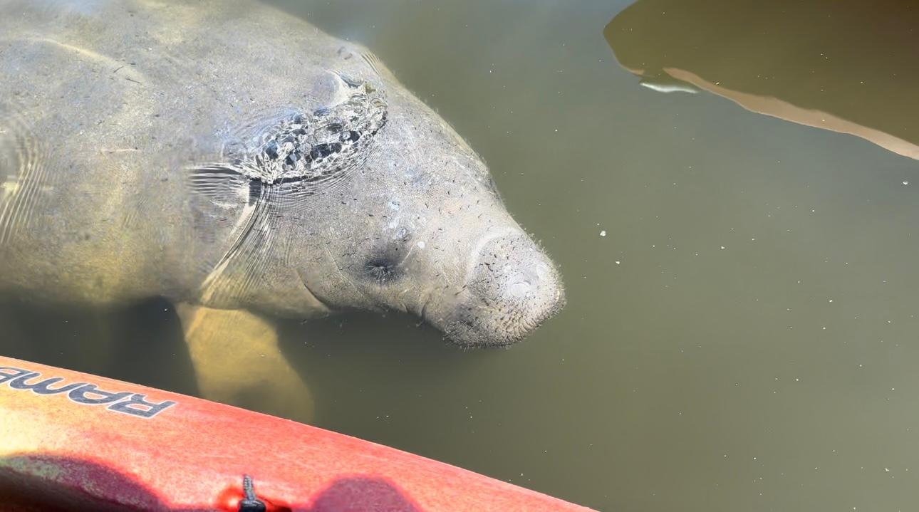 Bradenton: Anna Maria Island Guided Kayaking Manatee Tour – Bradenton, Florida