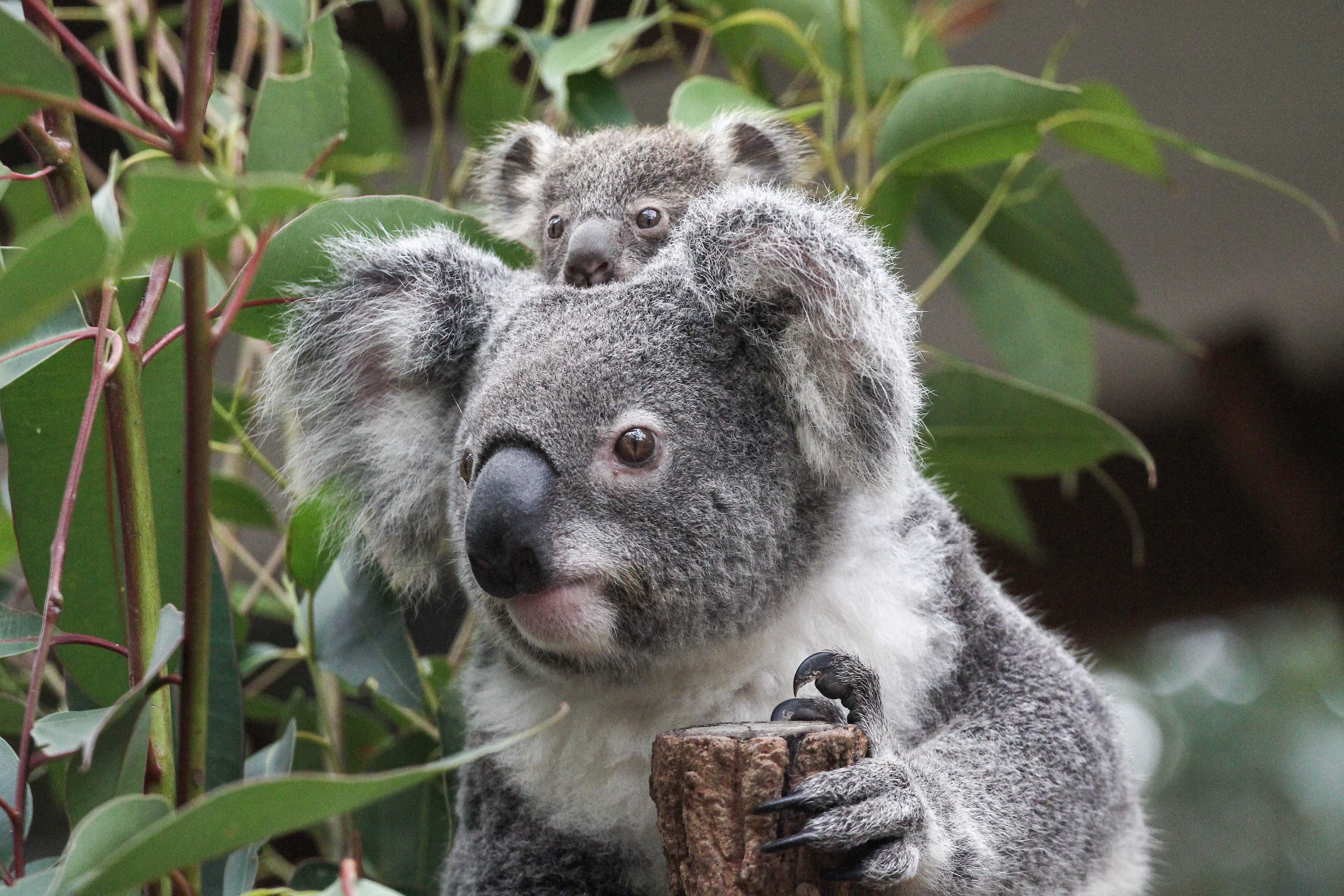 Brisbane: Lone Pine Koala Sanctuary Day Pass – Brisbane, Australia