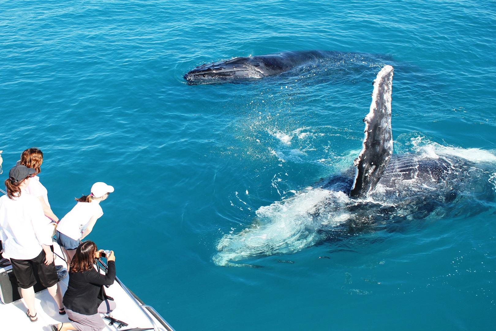 Broome: Whale Watching & Sunset Cruise – Broome, Australia