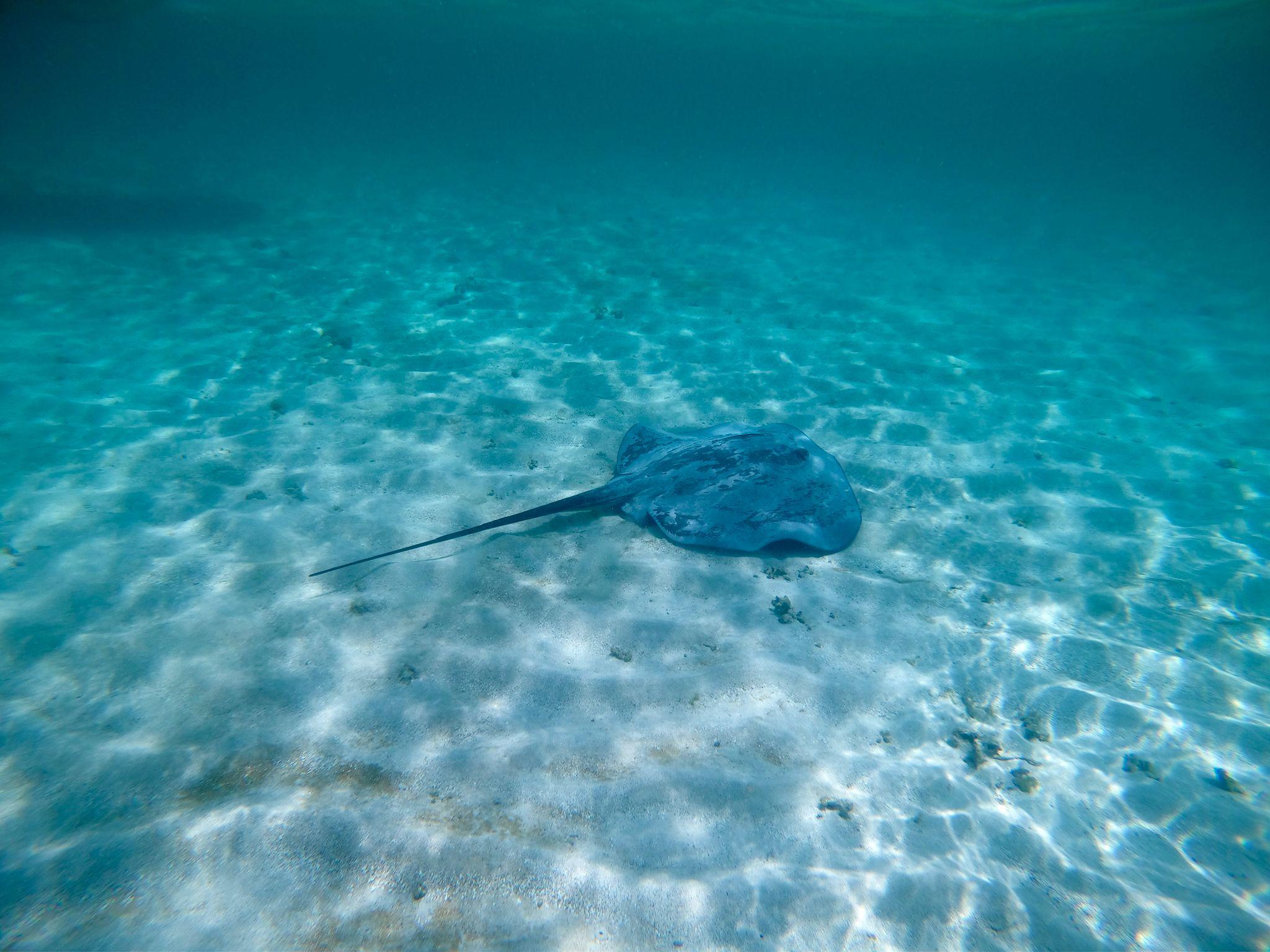 Buccoo Reef and Nylon Pool Adventure – Trinidad and Tobago