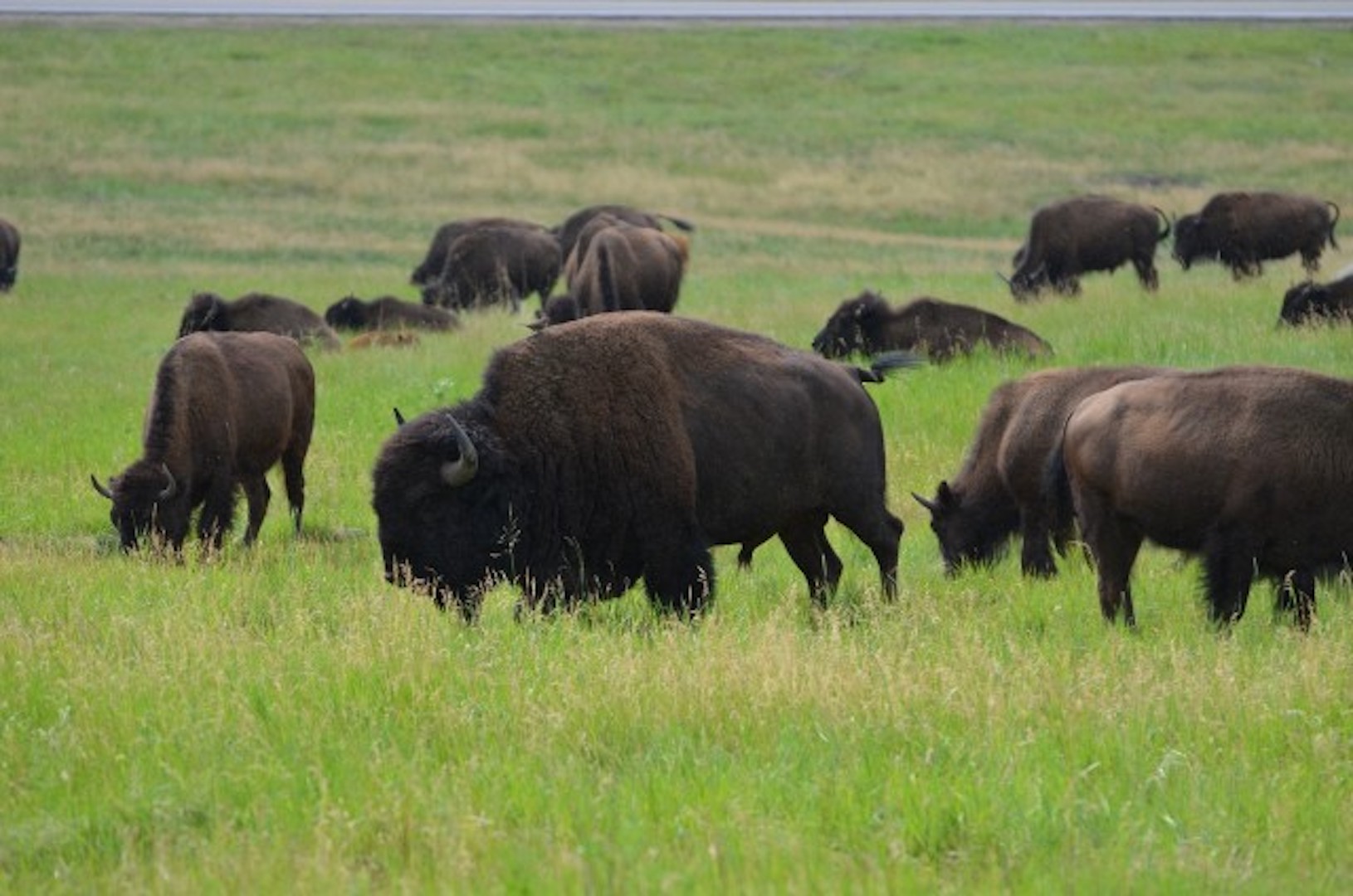 Buffalo Jeep Safari & Mammoth Site Tour – The Mammoth Site, South Dakota