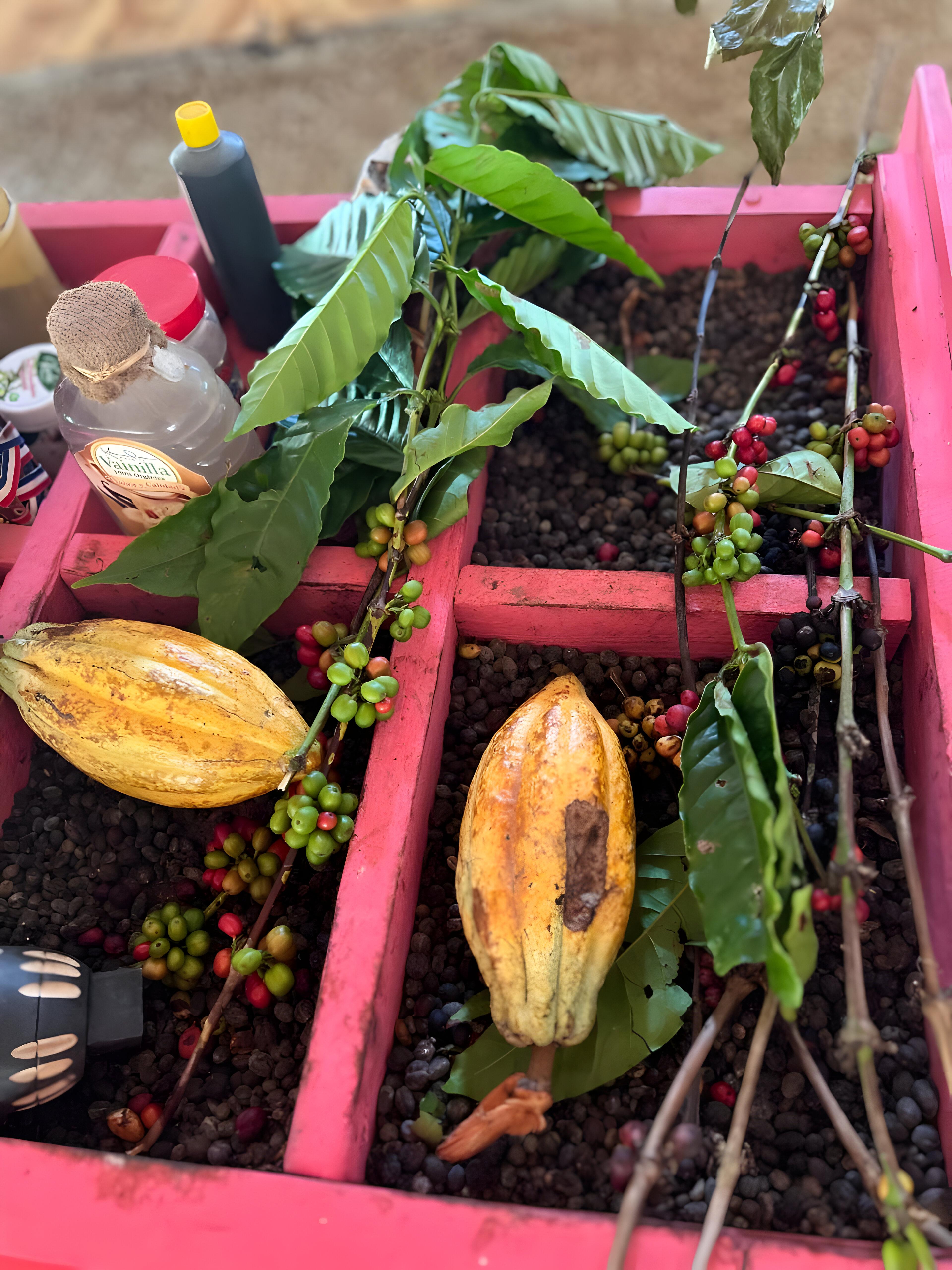 Buggy Tour in Punta Cana: Mamajuana – Coffee – Swimming in Cenote and Macao Beach – Punta Cana, Dominican Republic