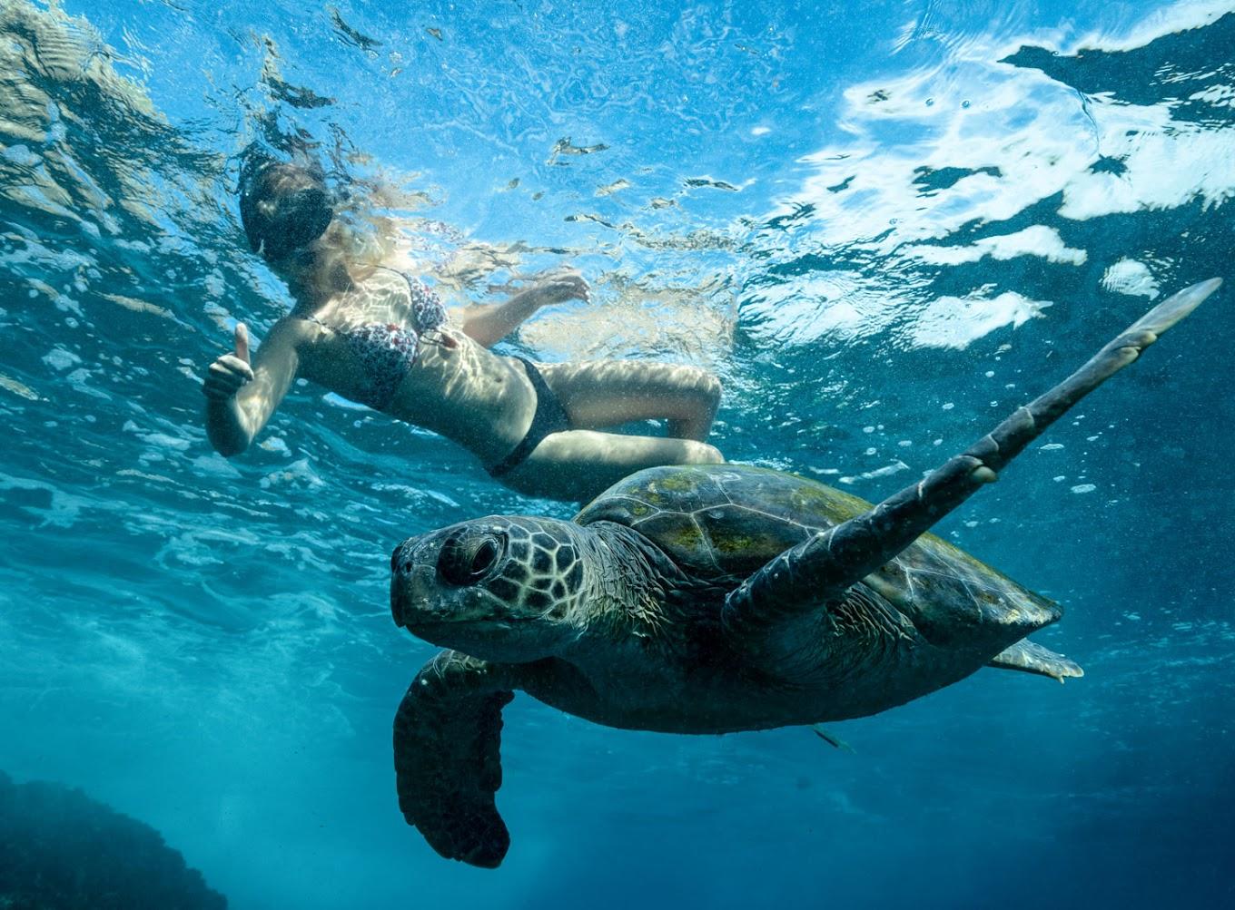 Byron Bay: Snorkeling Tour at Julian Rocks, Nguthungulli – Julian Rocks Nguthungulli Nature Reserve, Australia