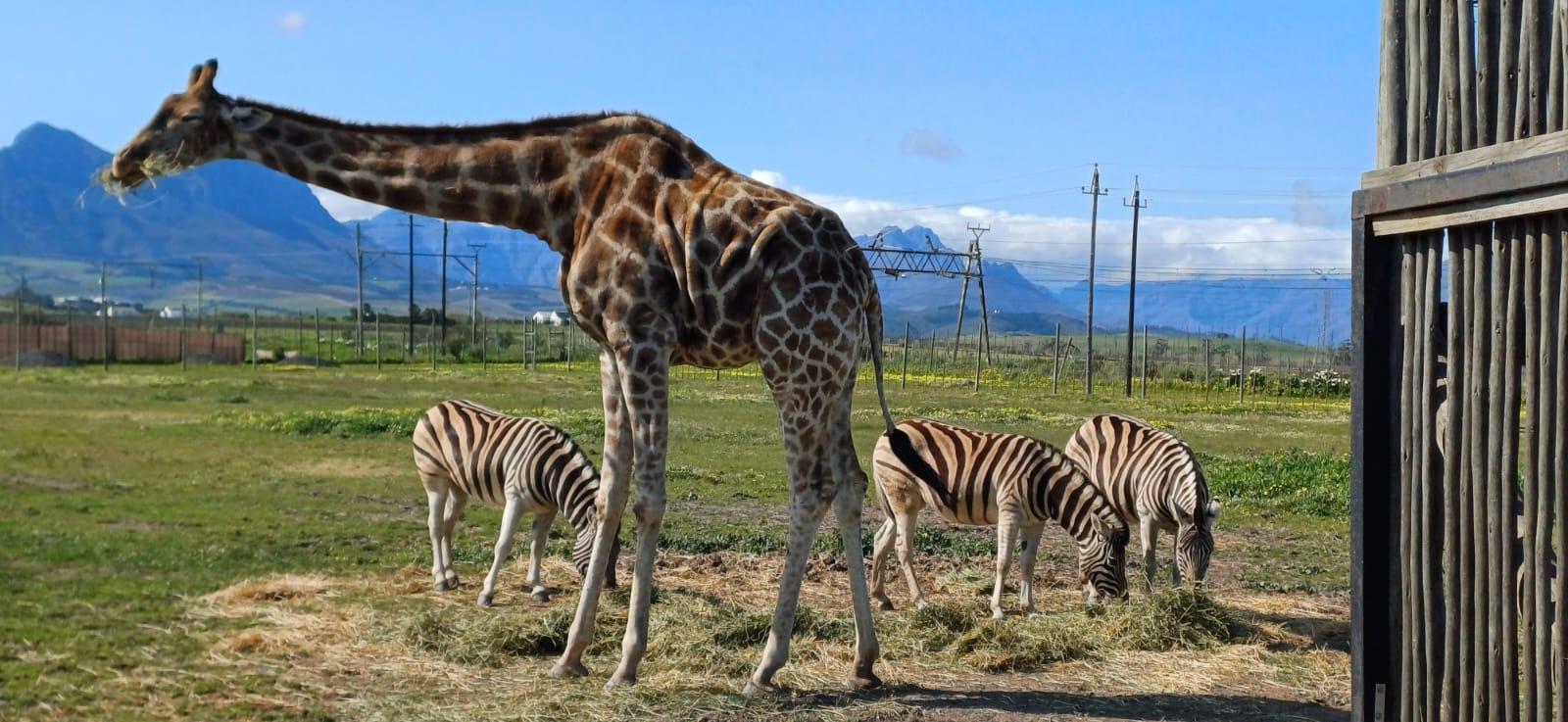 CT:Giraffe house-lions-leopard-tiger and WineTasting – Cape Town, South Africa