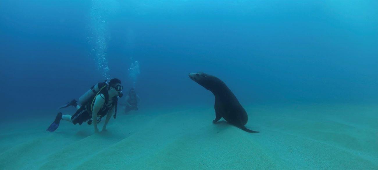 Cabo San Lucas: Discover Scuba Diving Experience – Cabo San Lucas, Mexico