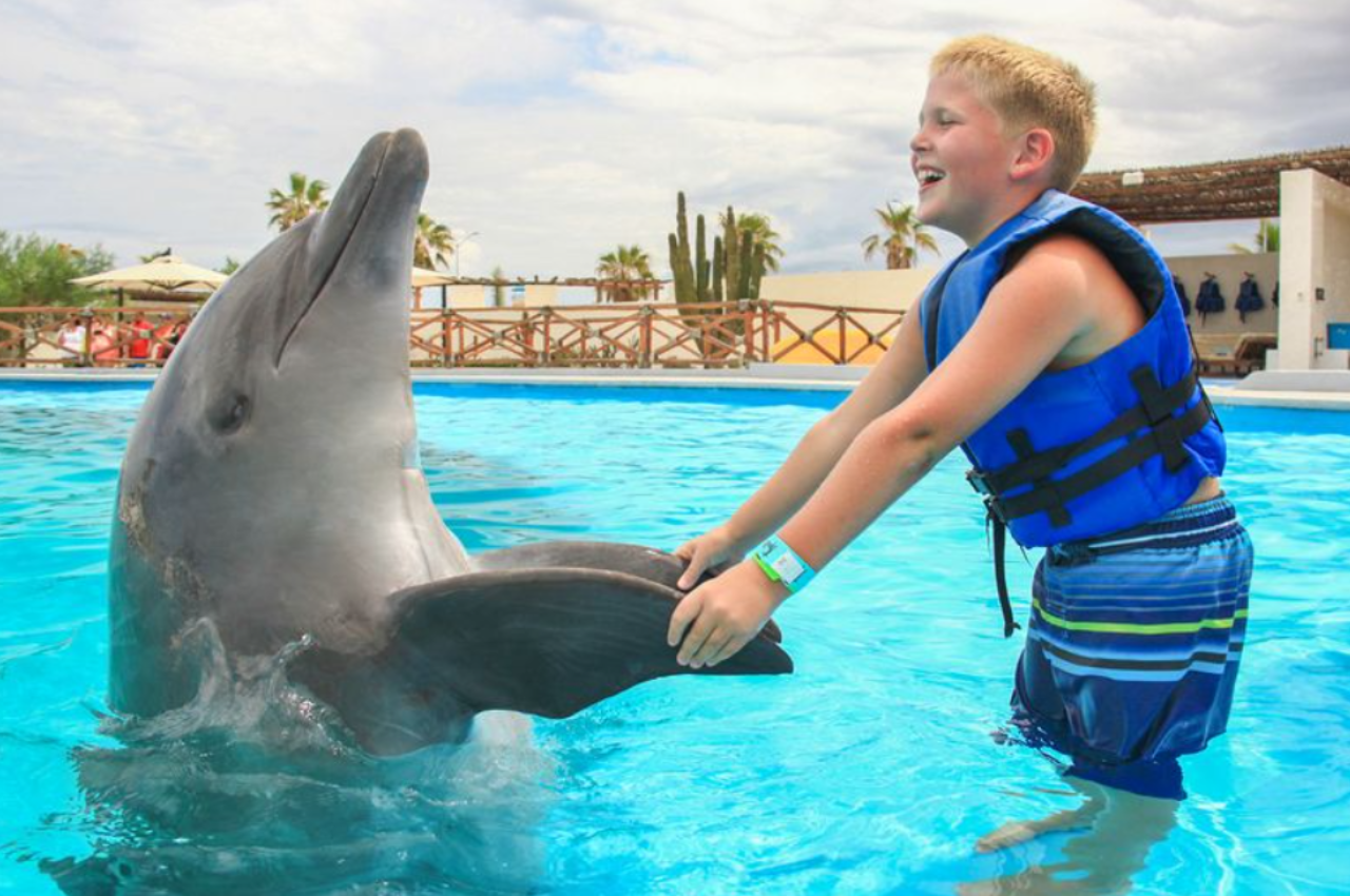 Cabo San Lucas: Dolphin Premium Swim Interactive Adventure – Cabo San Lucas, Mexico