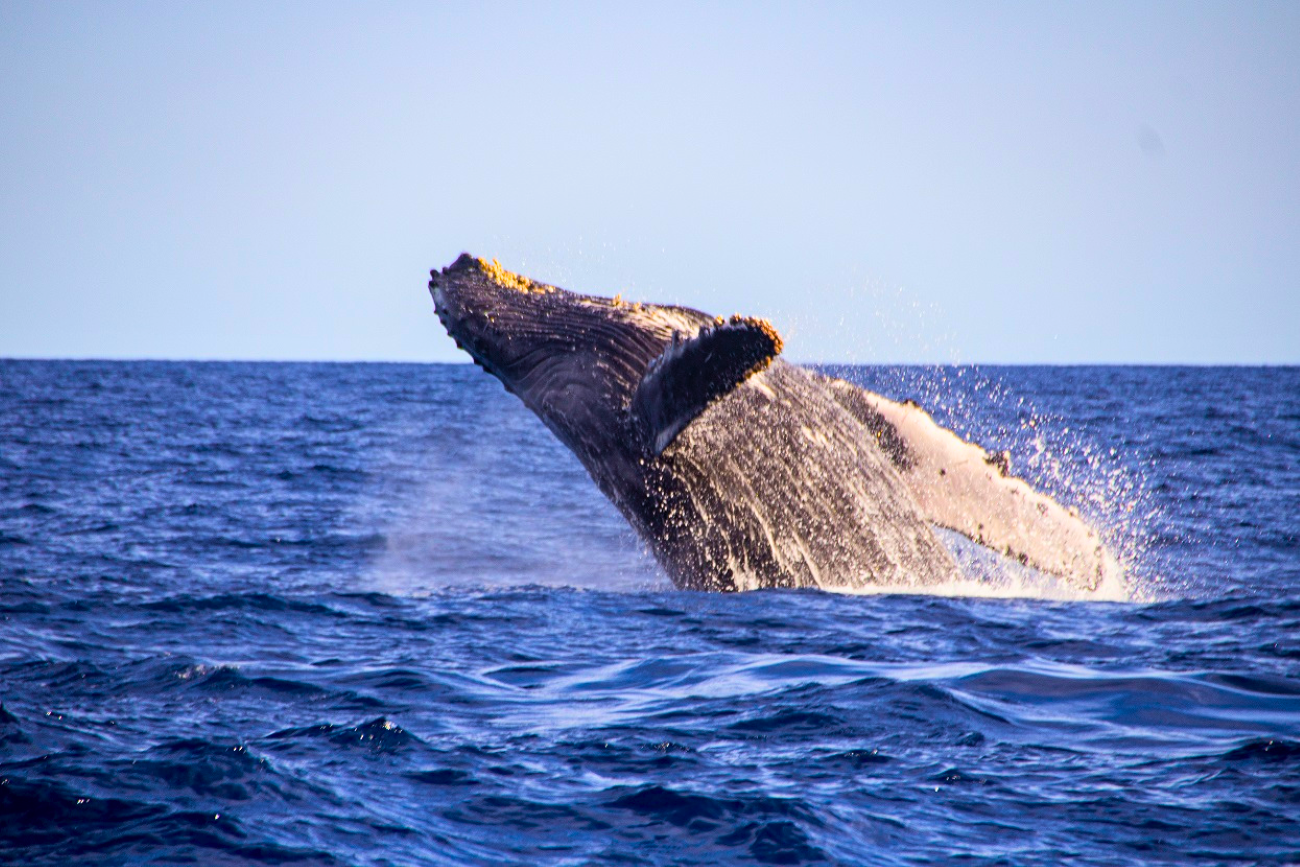 Cabo San Lucas: Private Whale Watching Yacht Excursion – Cabo San Lucas, Mexico