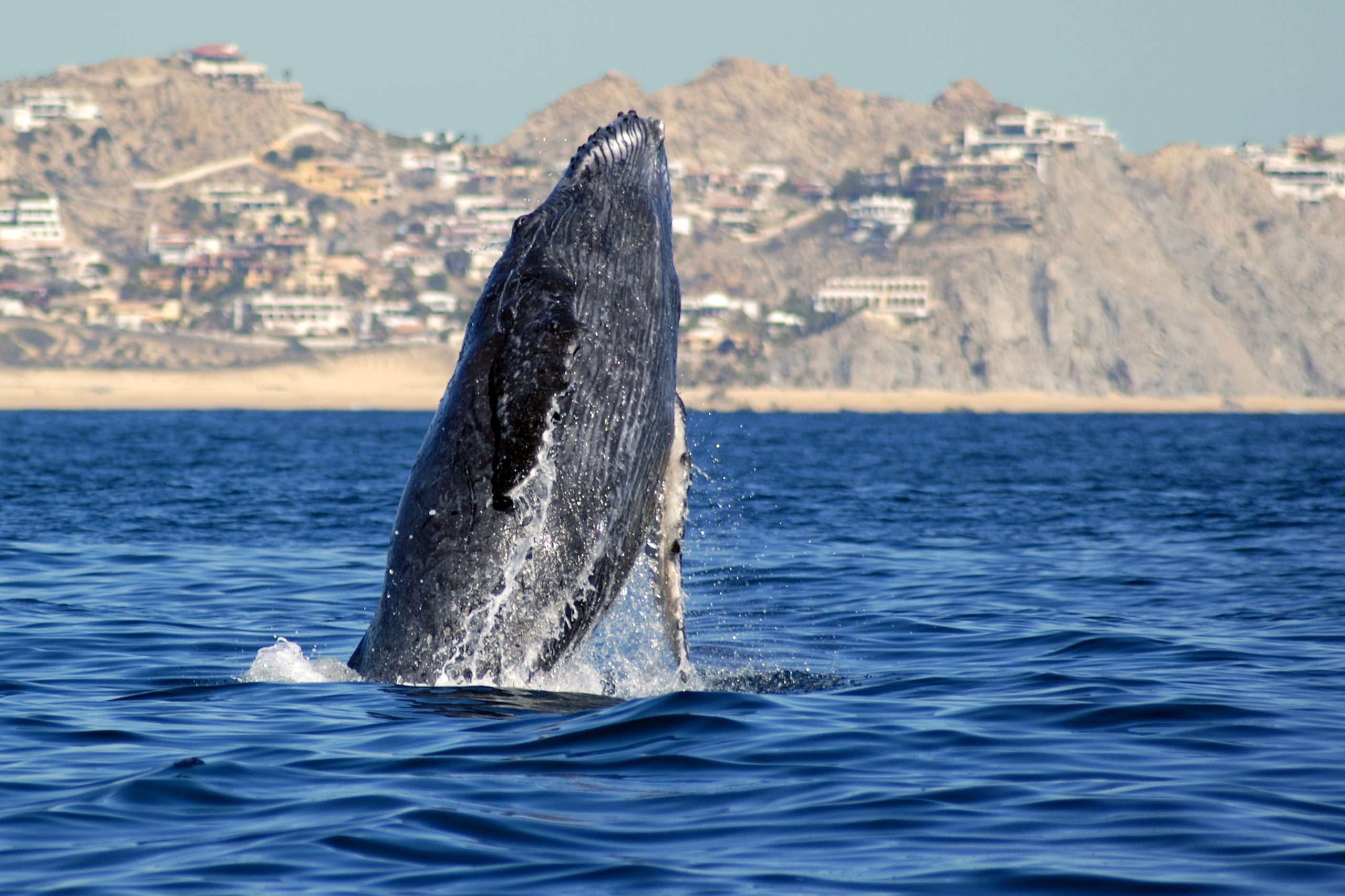 Cabo San Lucas: Whale Watching Catamaran Experience – Cabo San Lucas, Mexico