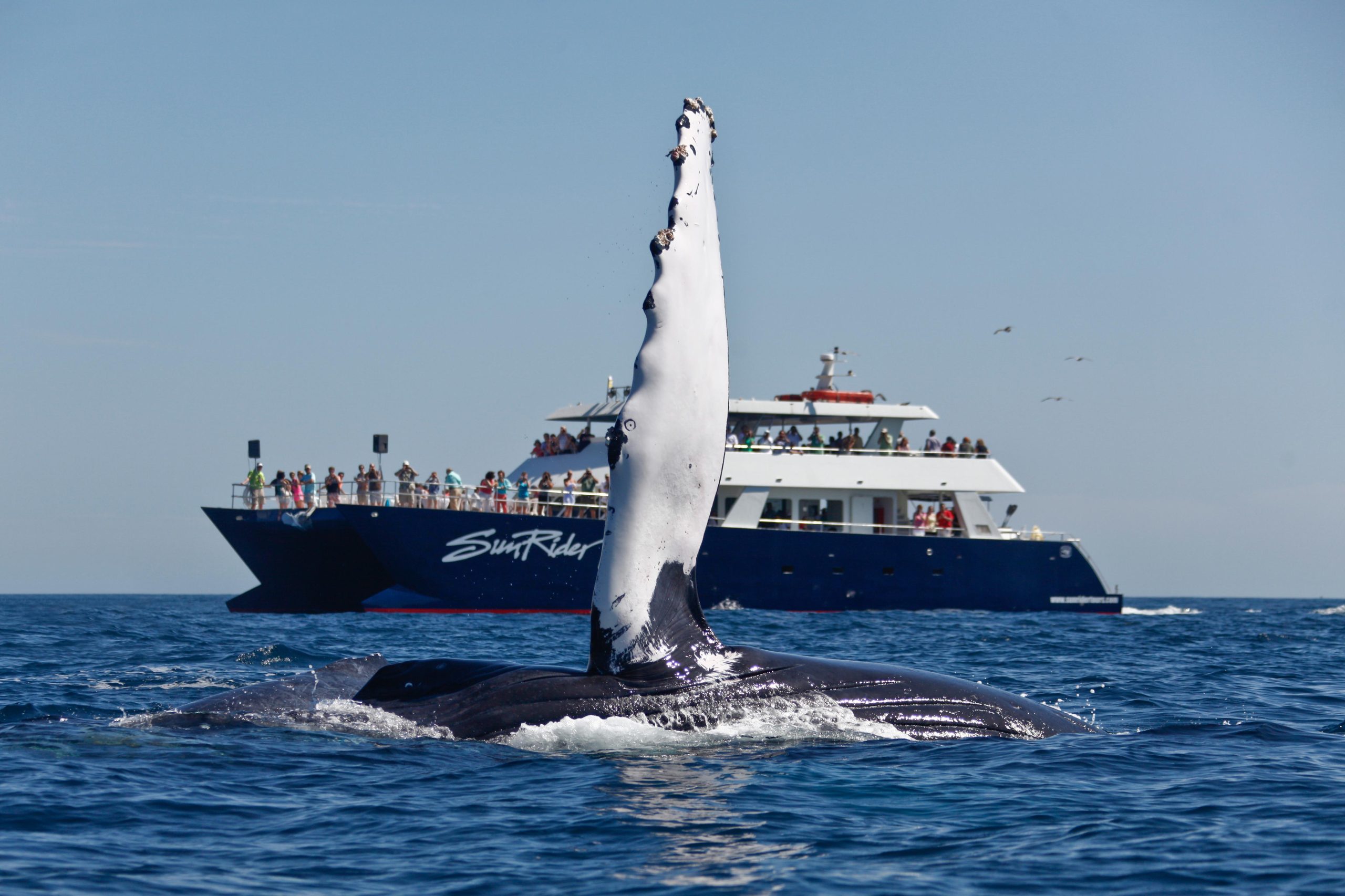 Cabo San Lucas: Whale Watching Tour with Buffet & Open Bar – Cabo San Lucas, Mexico